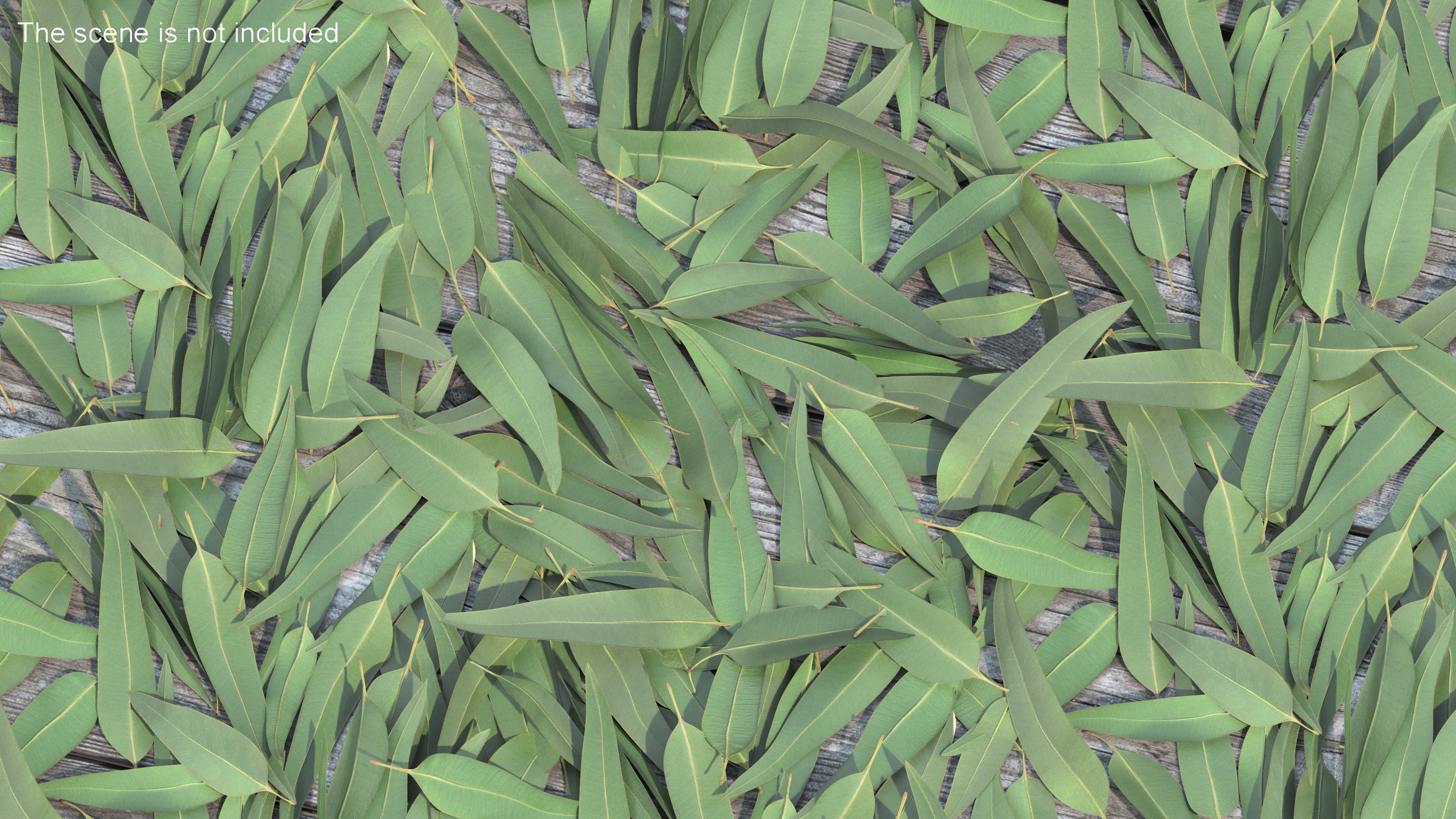 3D Pile of Fresh Eucalyptus Leaves