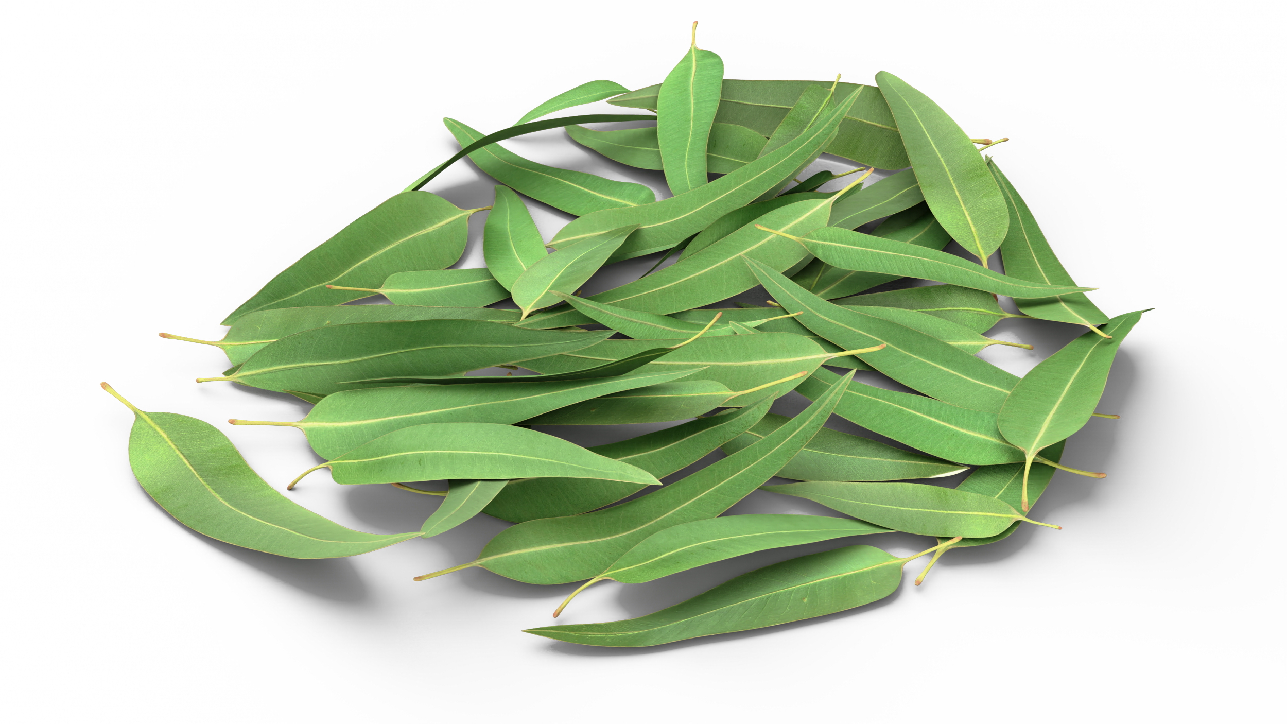 3D Pile of Fresh Eucalyptus Leaves