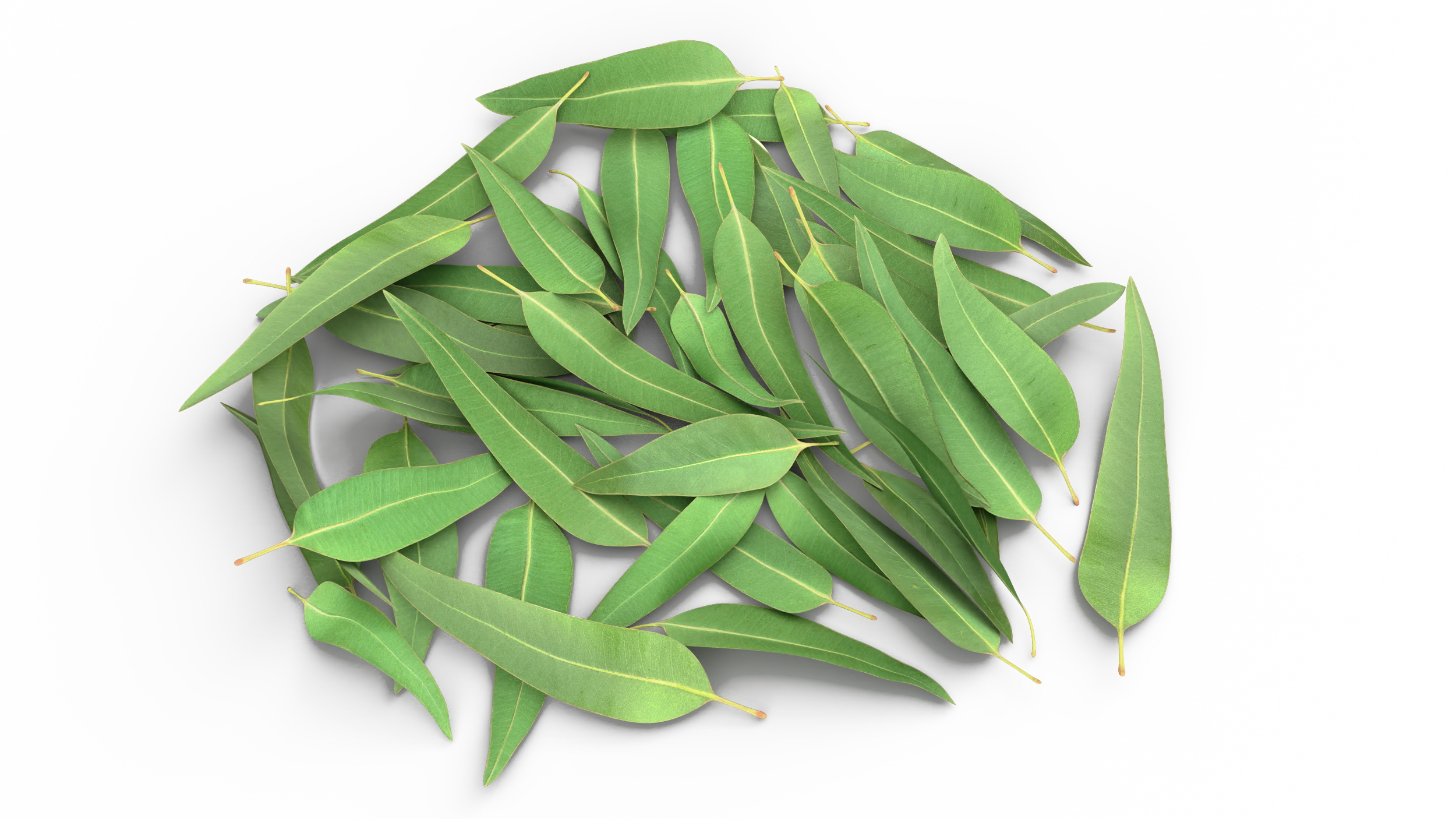 3D Pile of Fresh Eucalyptus Leaves