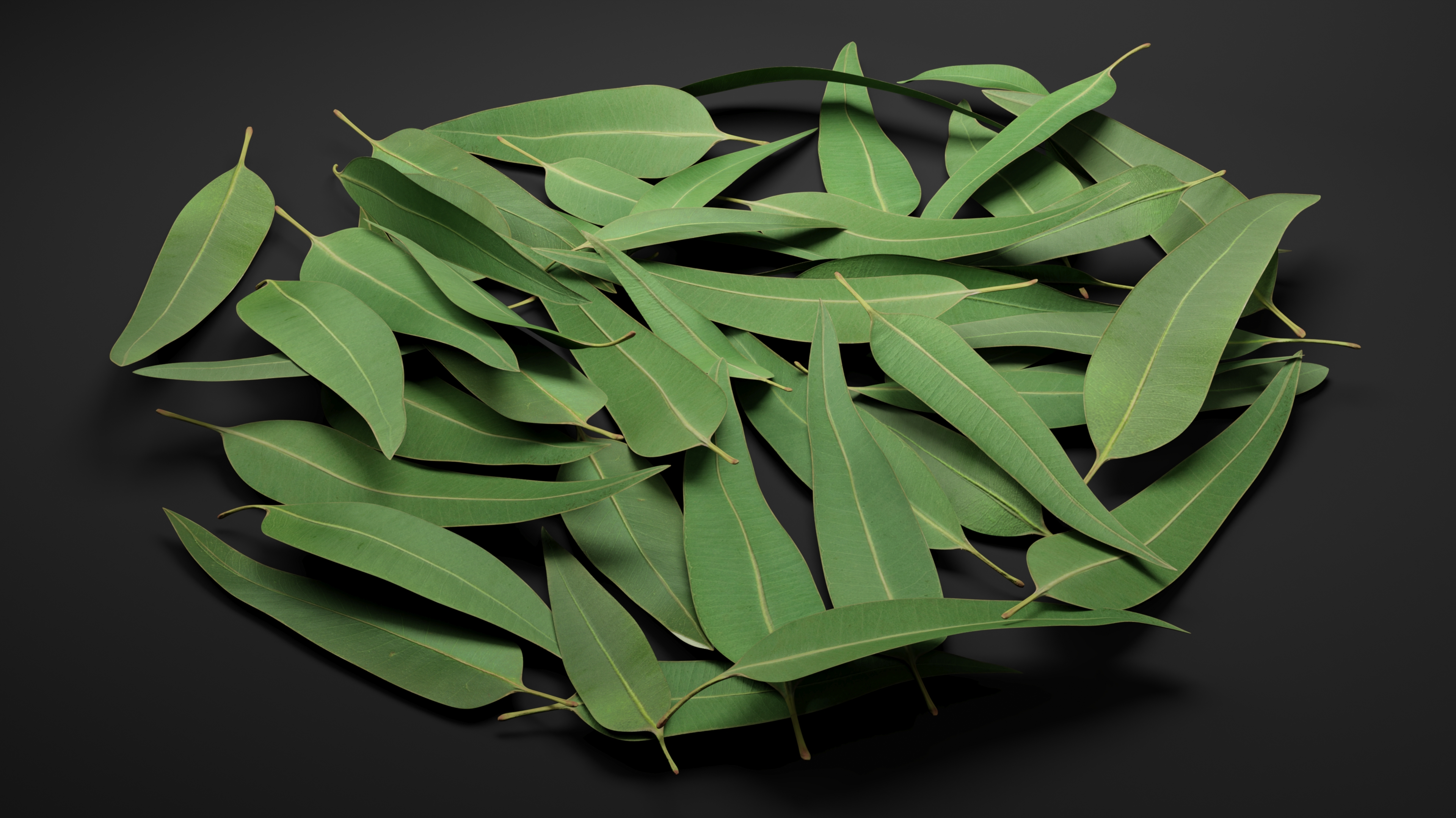 3D Pile of Fresh Eucalyptus Leaves
