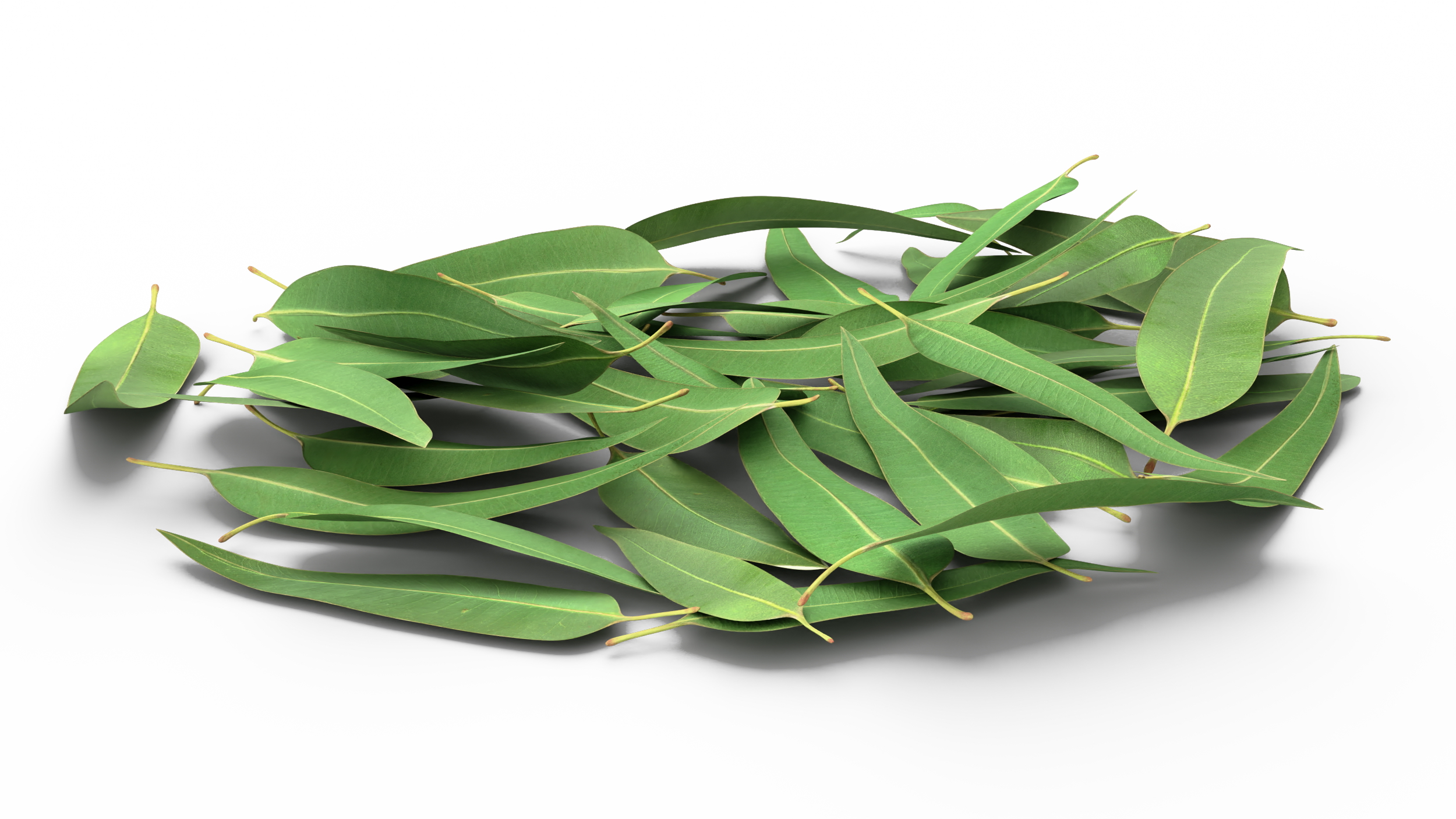 3D Pile of Fresh Eucalyptus Leaves