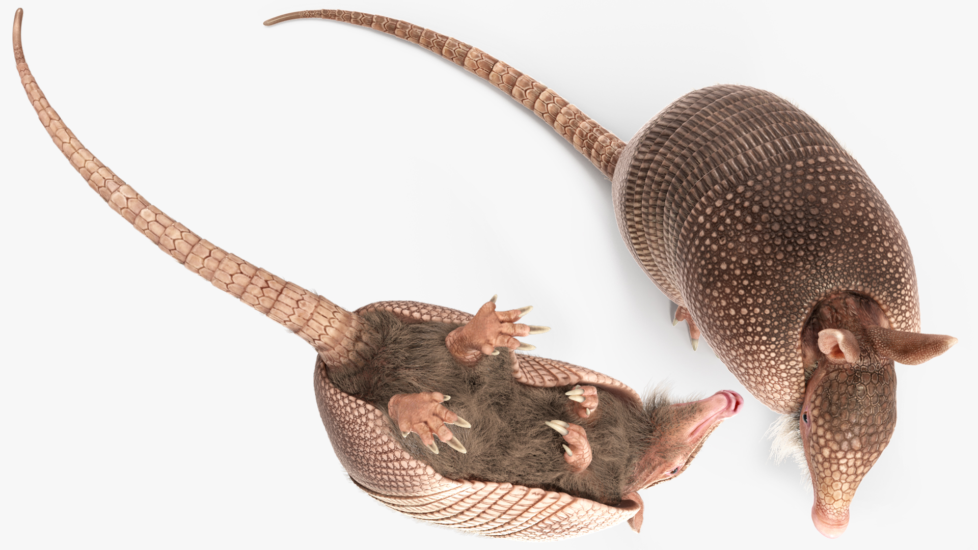 3D Armadillo in Hind Legs Pose Pink Fur