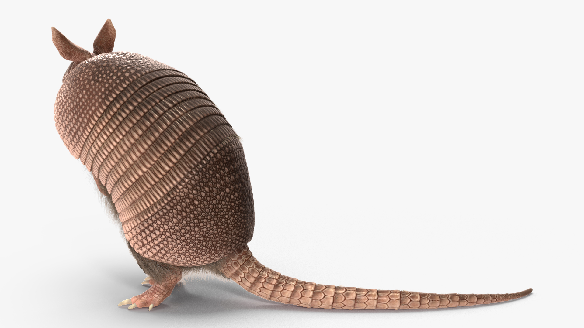 3D Armadillo in Hind Legs Pose Pink Fur