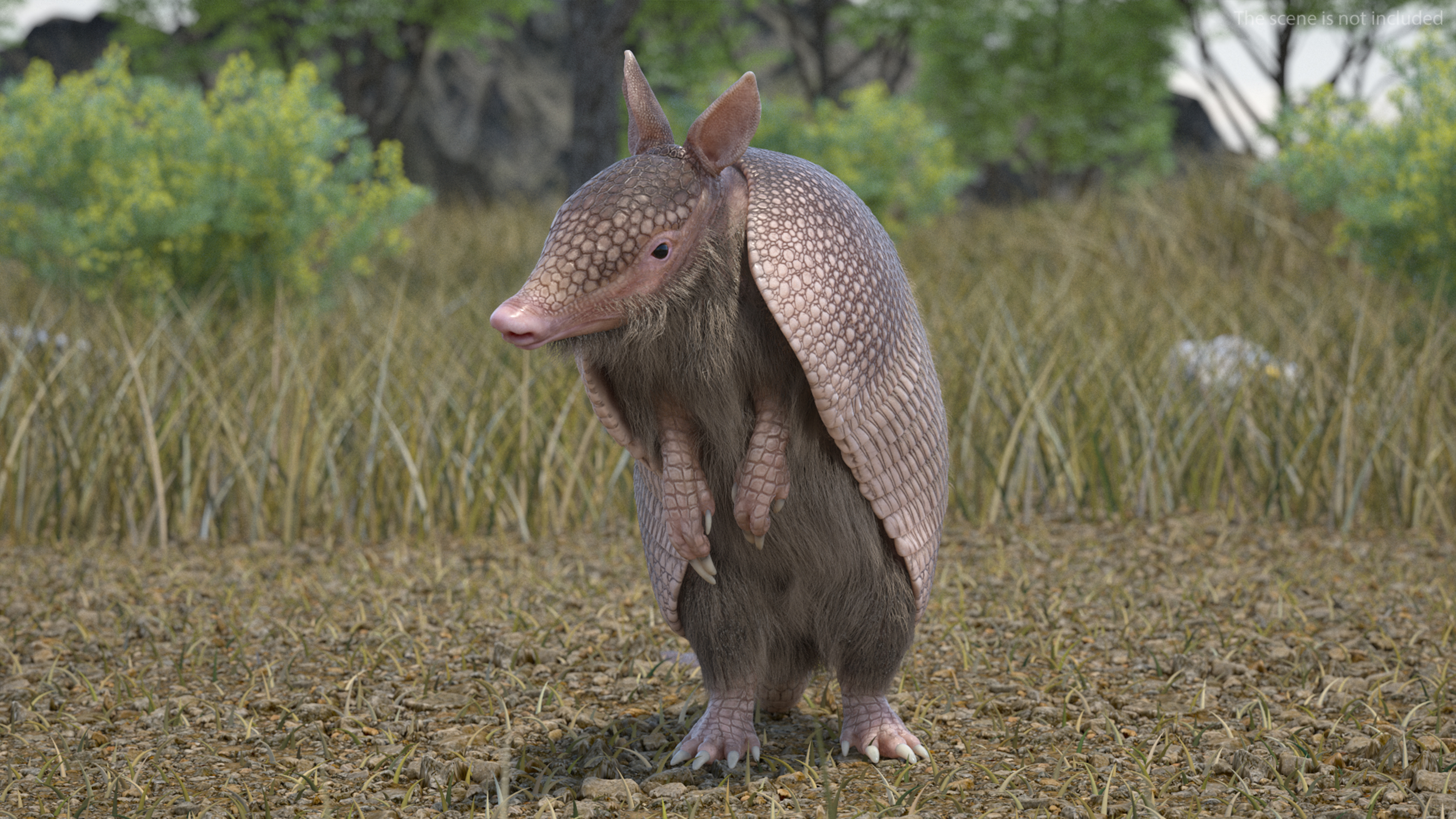 3D Armadillo in Hind Legs Pose Pink Fur
