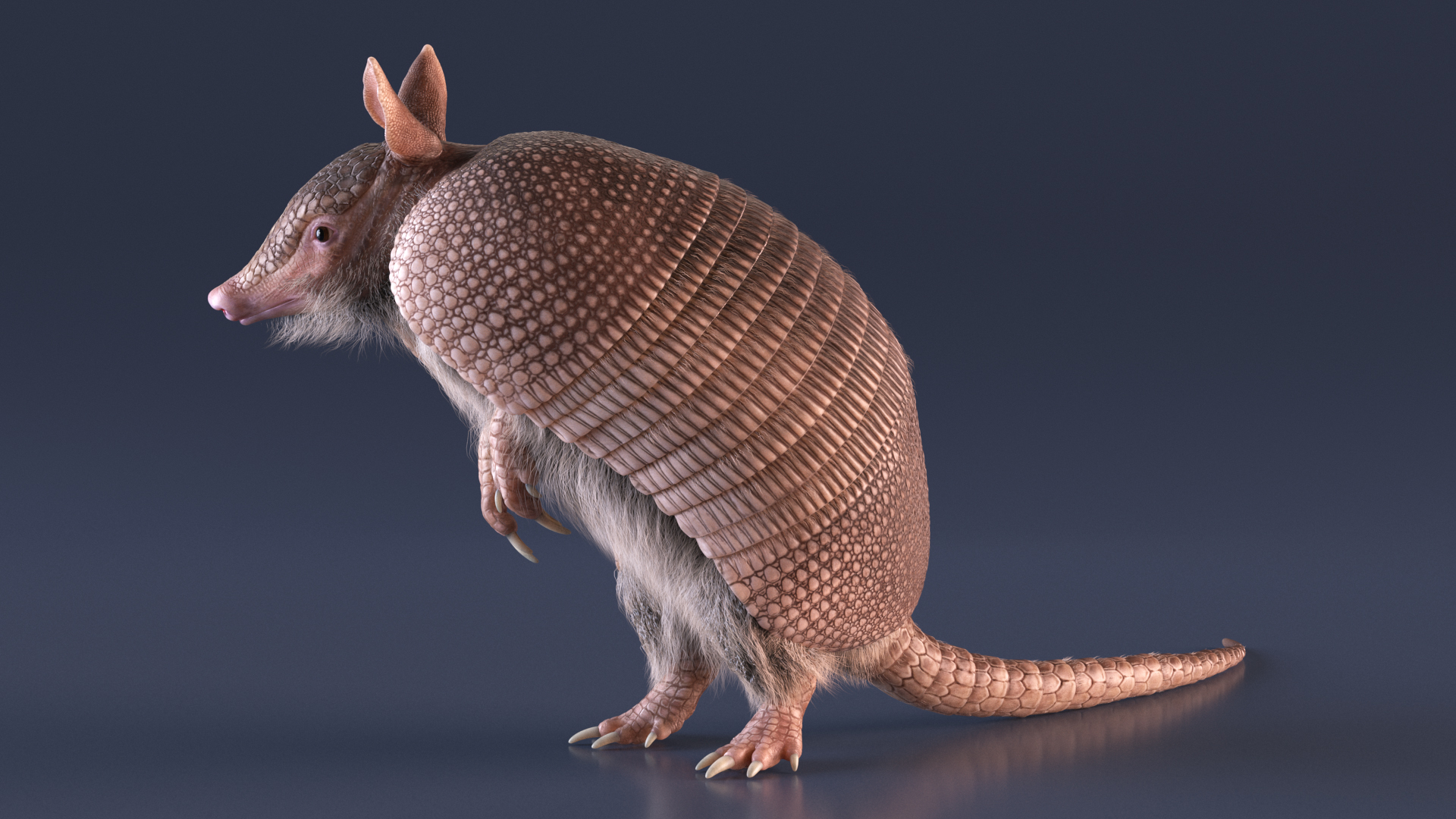 3D Armadillo in Hind Legs Pose Pink Fur