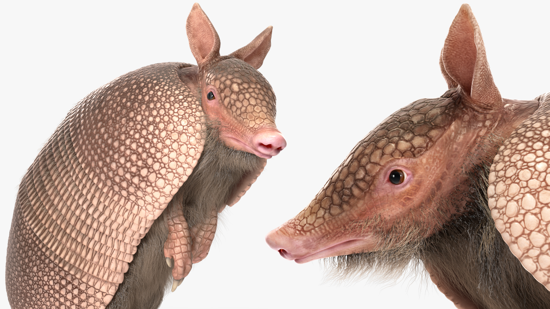 3D Armadillo in Hind Legs Pose Pink Fur