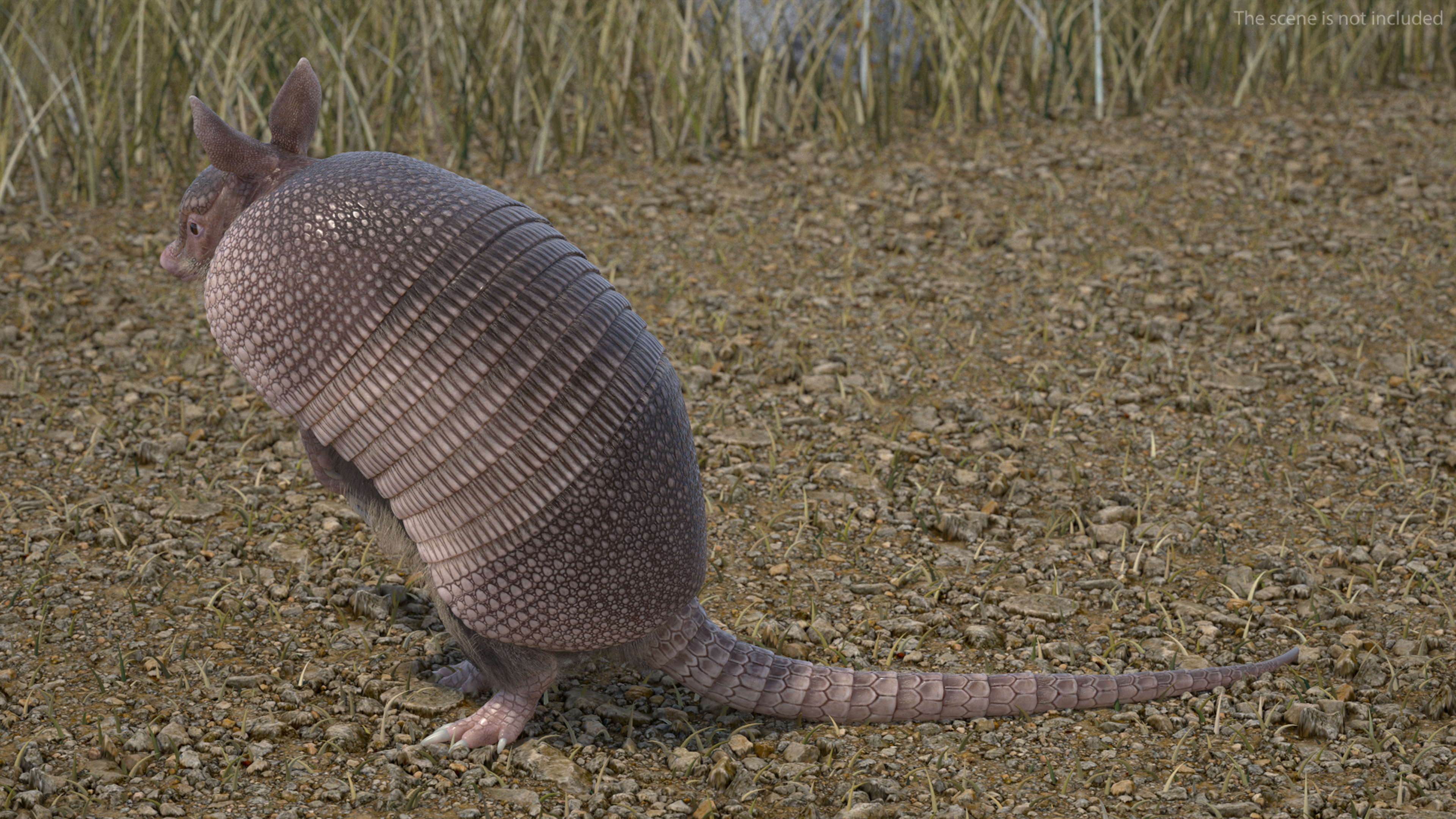 3D Armadillo in Hind Legs Pose Pink Fur
