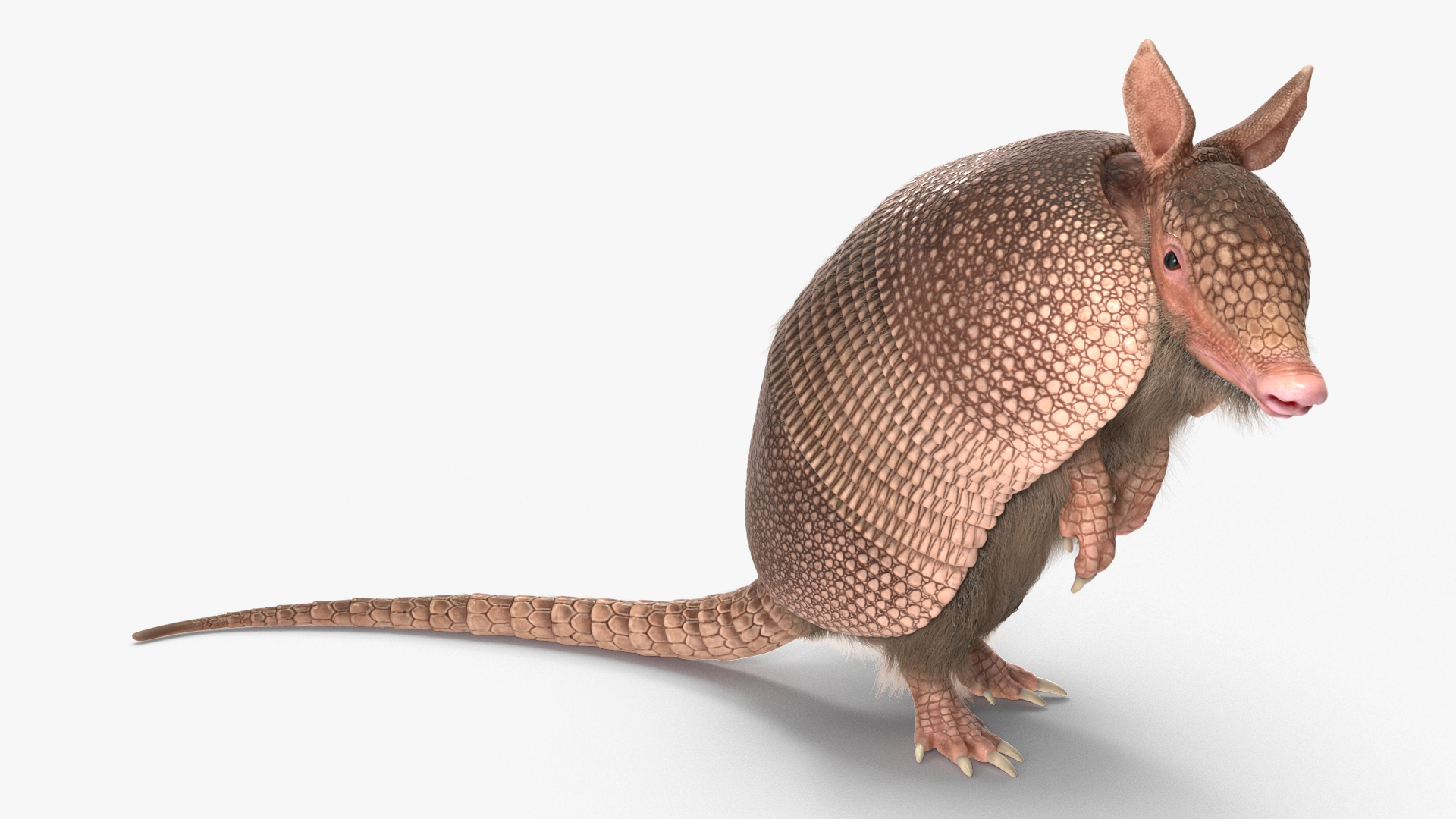 3D Armadillo in Hind Legs Pose Pink Fur
