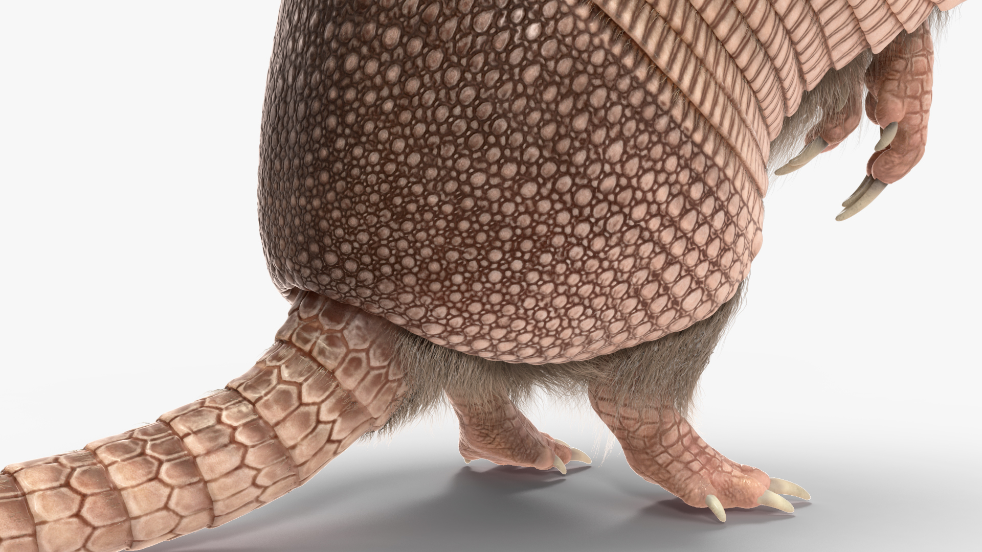 3D Armadillo in Hind Legs Pose Pink Fur