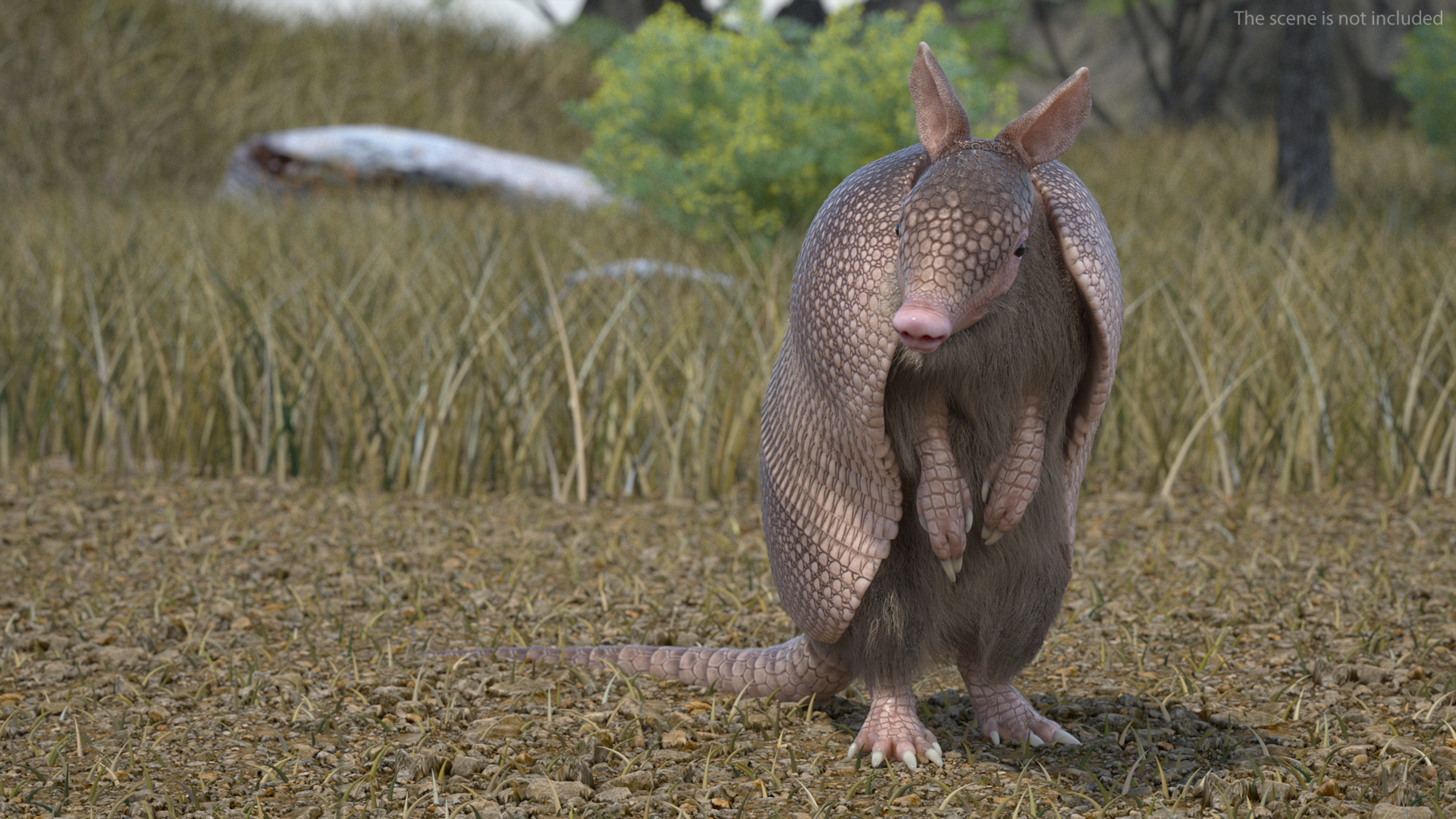 3D Armadillo in Hind Legs Pose Pink Fur