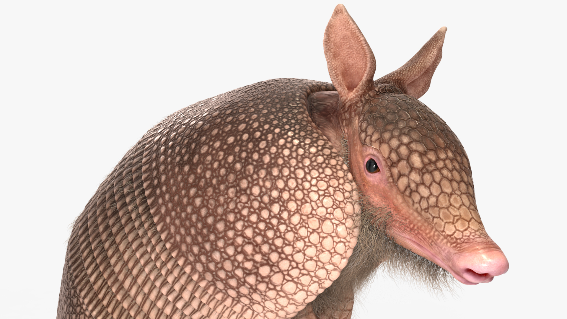 3D Armadillo in Hind Legs Pose Pink Fur