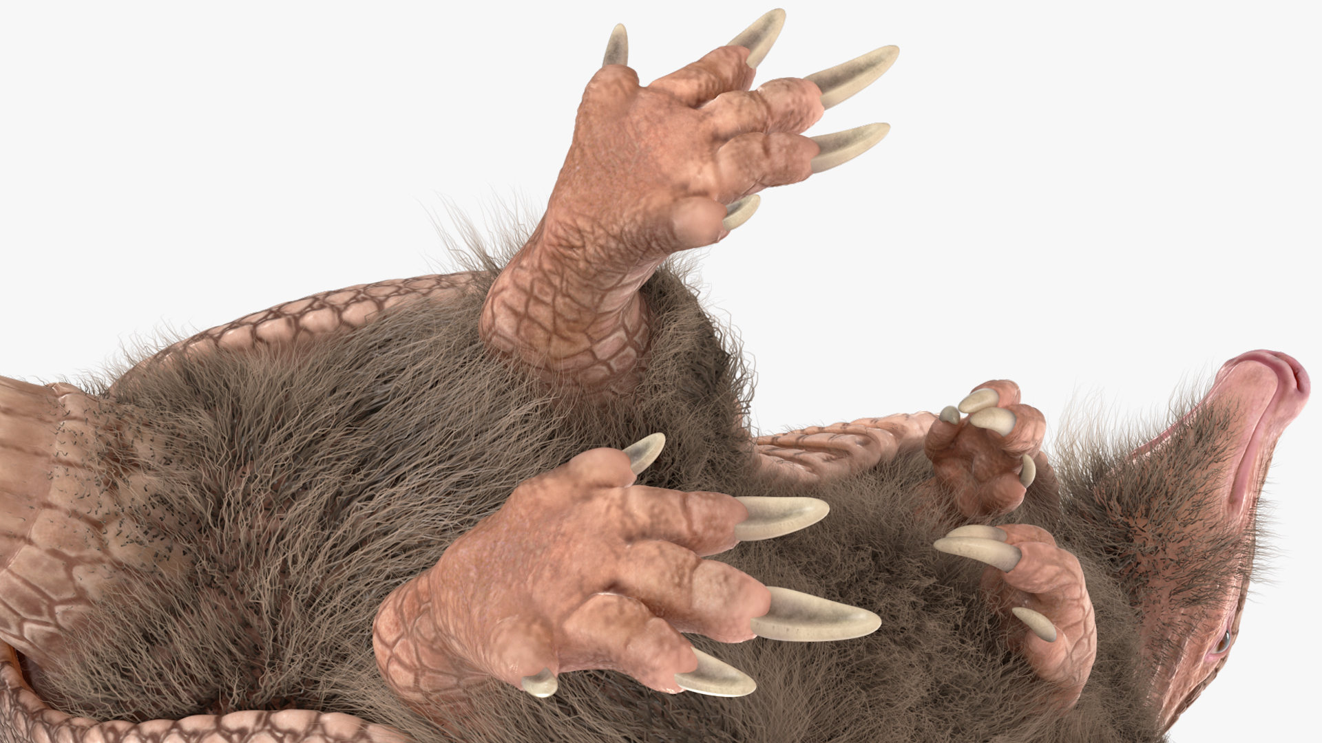 3D Armadillo in Hind Legs Pose Pink Fur