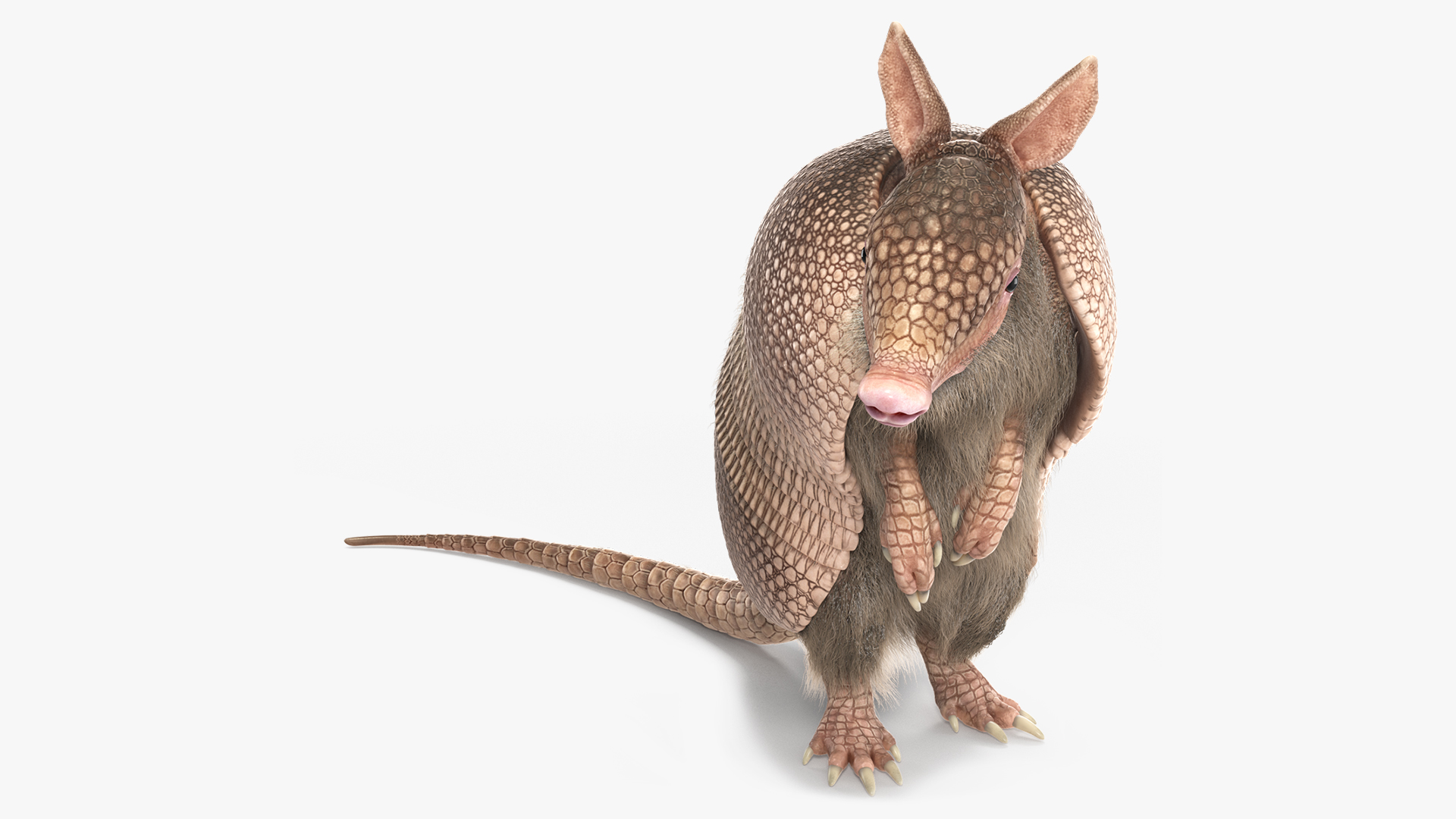 3D Armadillo in Hind Legs Pose Pink Fur