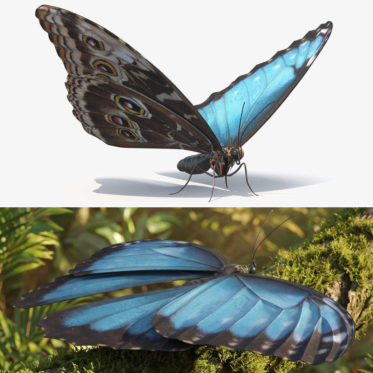 Morpho Peleides Tropical Butterfly - Blue · Rigged