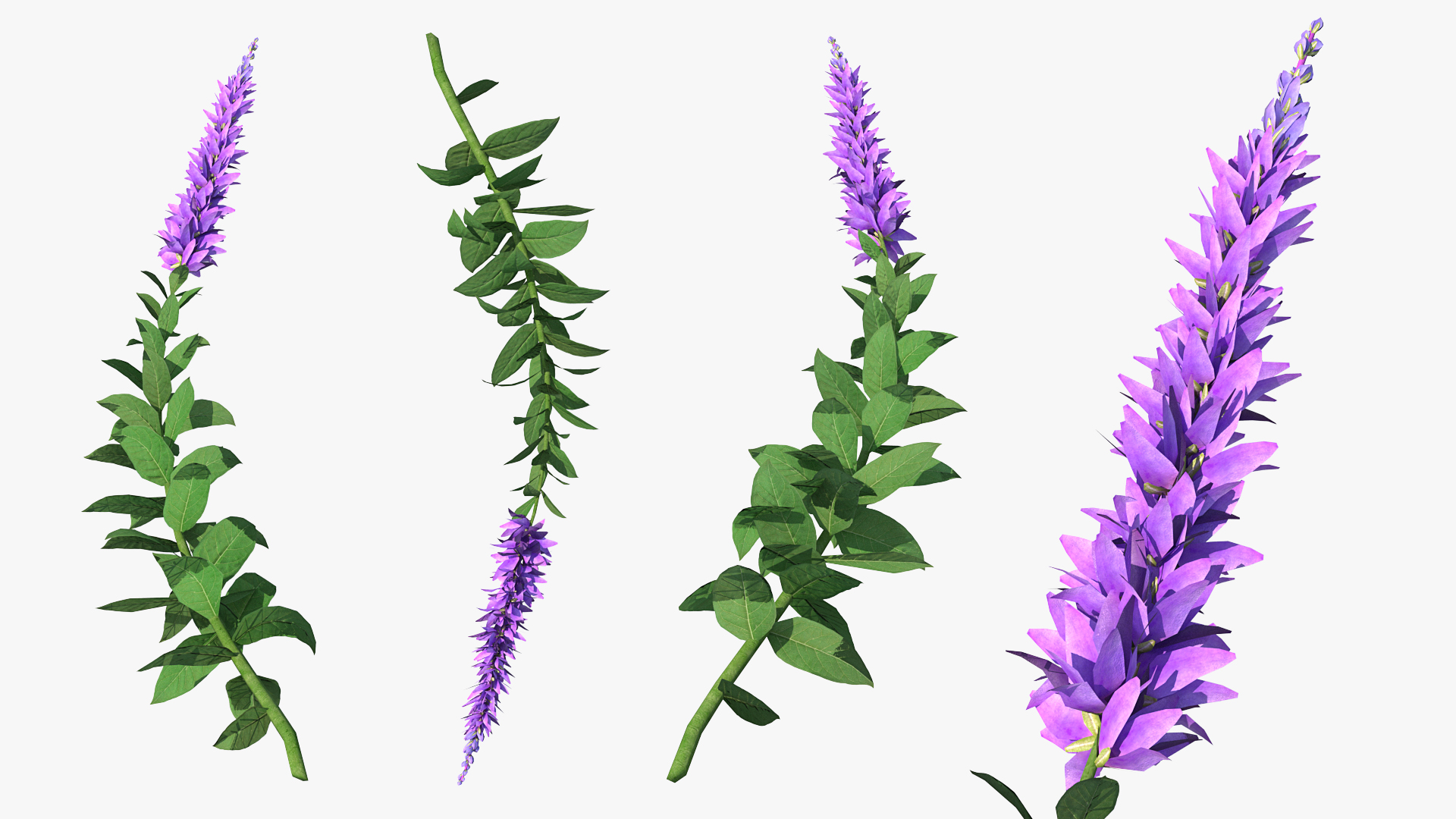 3D Stem of Blooming Meadow Sage model