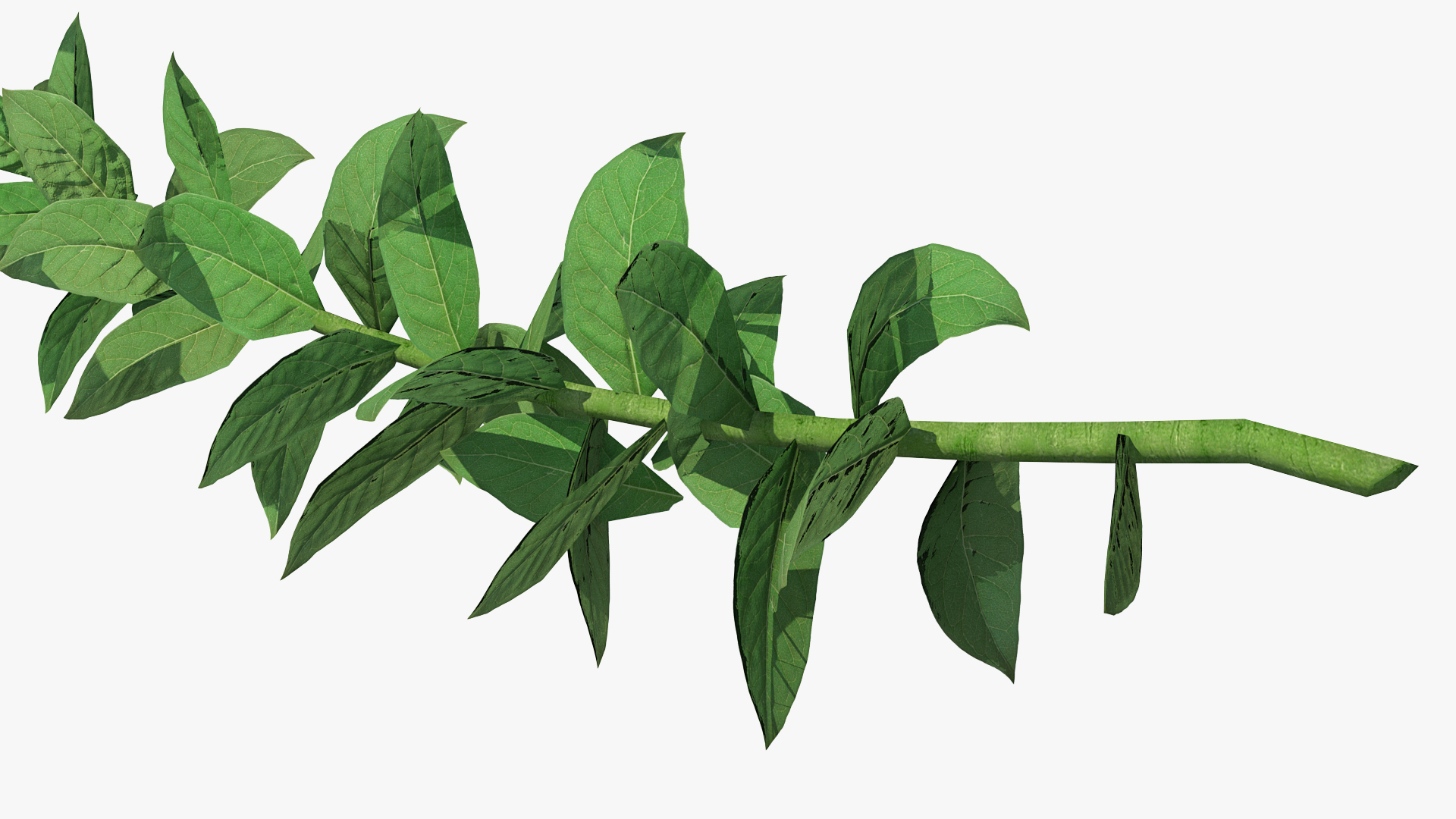3D Stem of Blooming Meadow Sage model