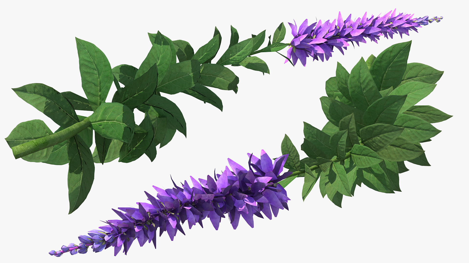 3D Stem of Blooming Meadow Sage model