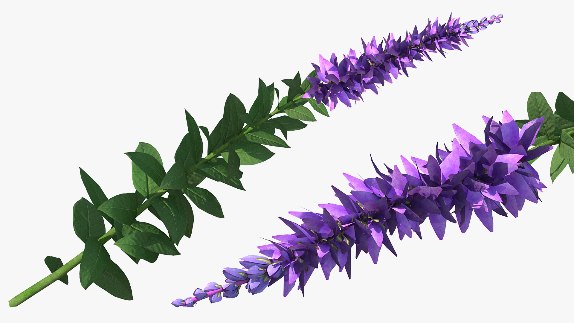 3D Stem of Blooming Meadow Sage model