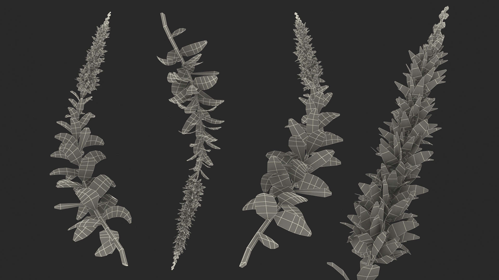 3D Stem of Blooming Meadow Sage model