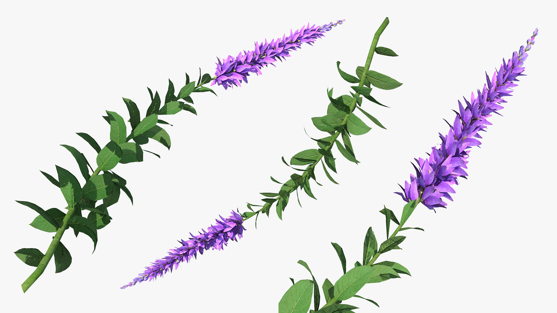 3D Stem of Blooming Meadow Sage model