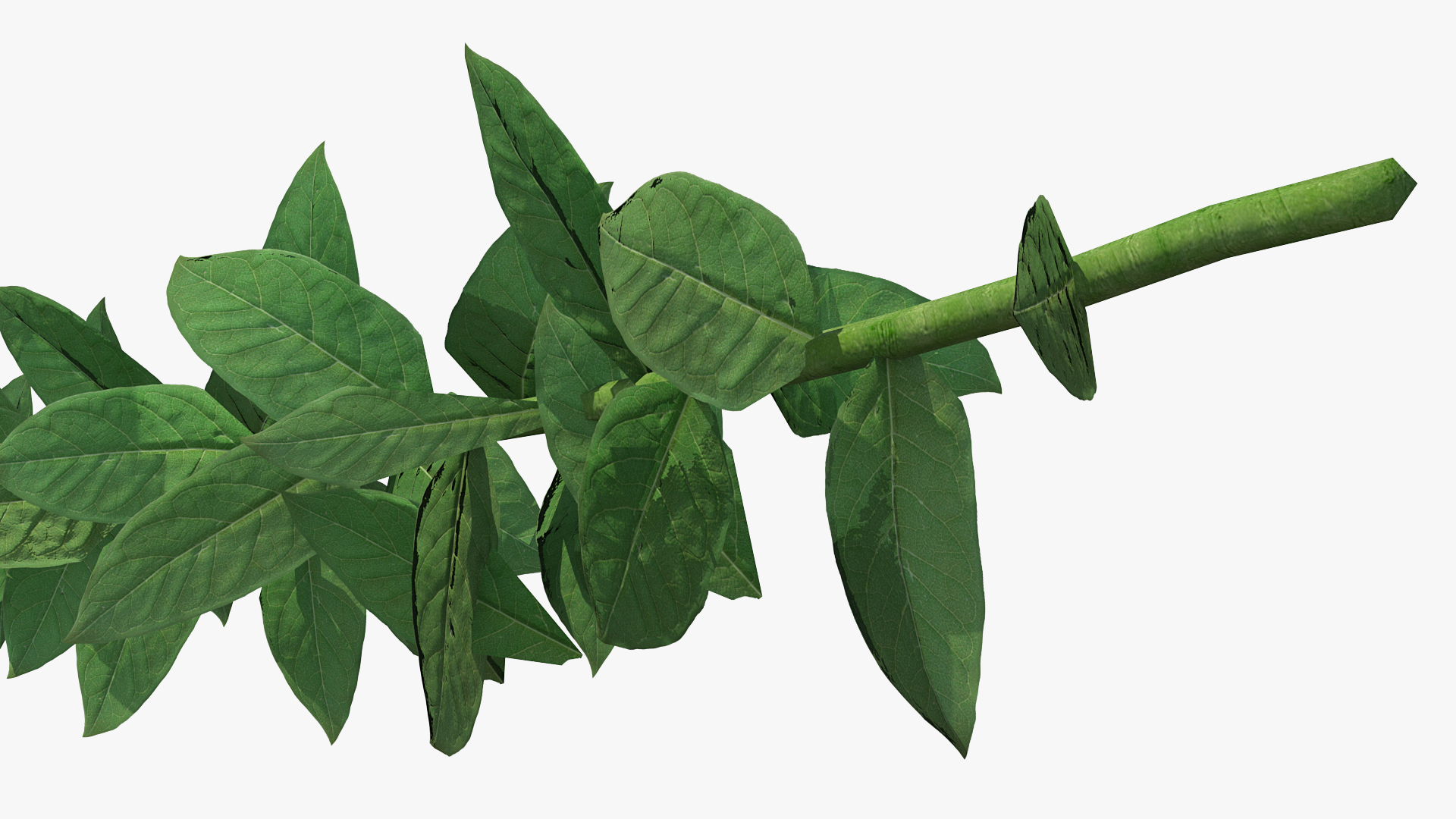3D Stem of Blooming Meadow Sage model