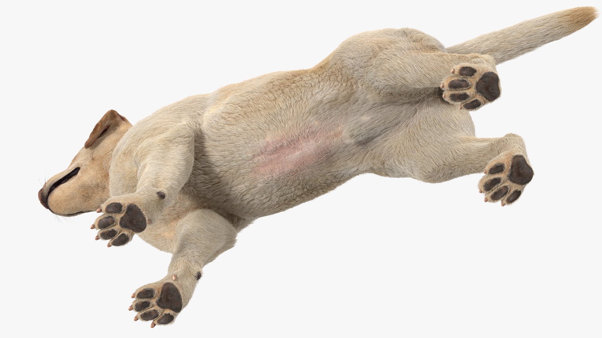 Labrador Dog White Rigged Fur 3D model