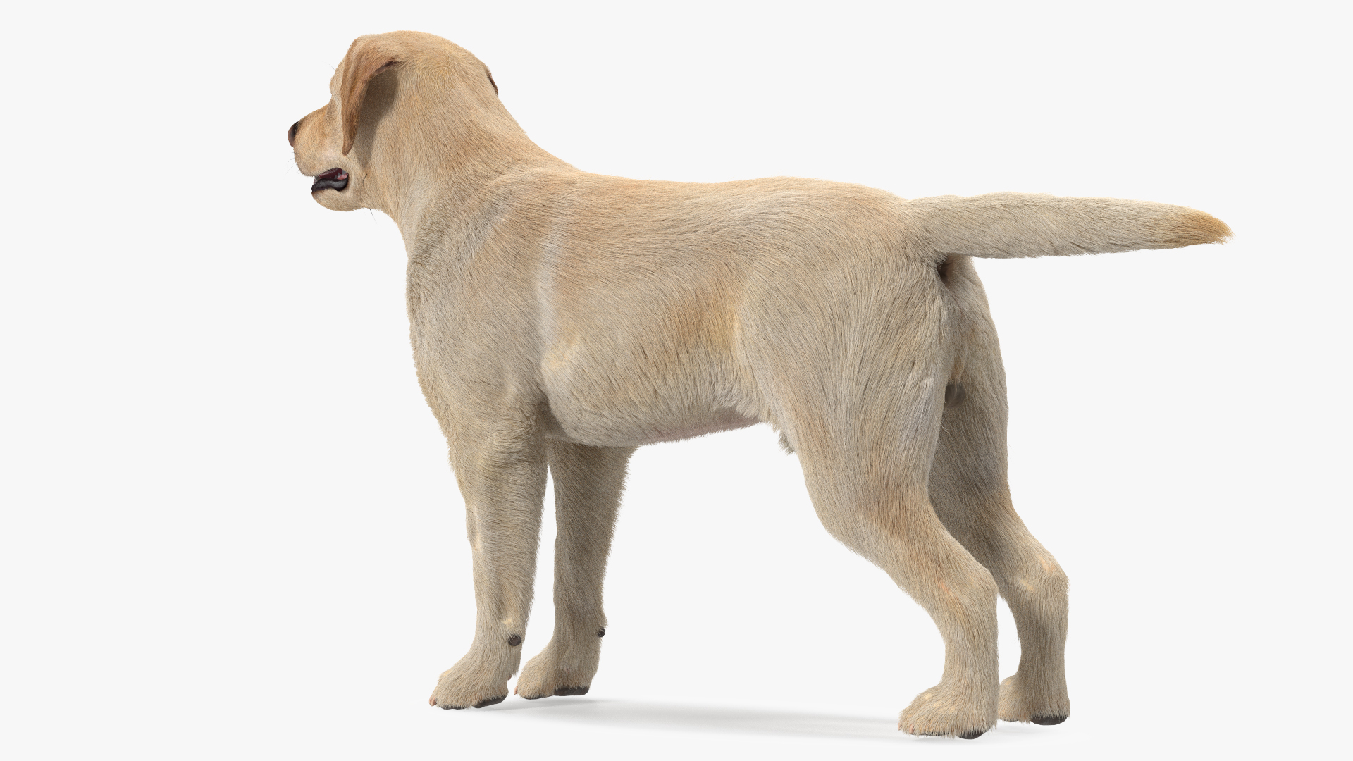 Labrador Dog White Rigged Fur 3D model