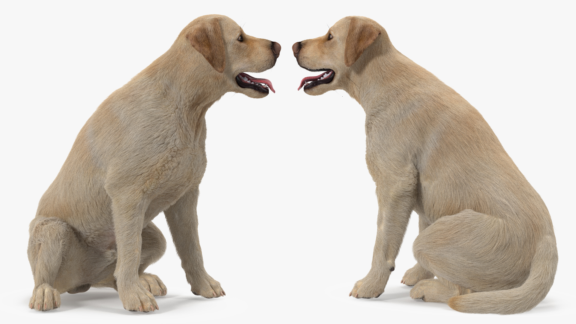 Labrador Dog White Rigged Fur 3D model