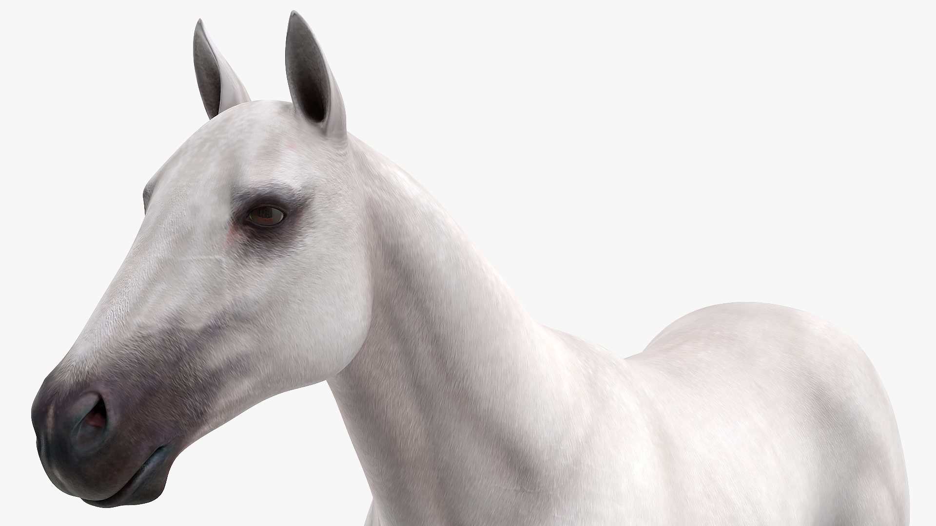 3D White Horse Rigged model