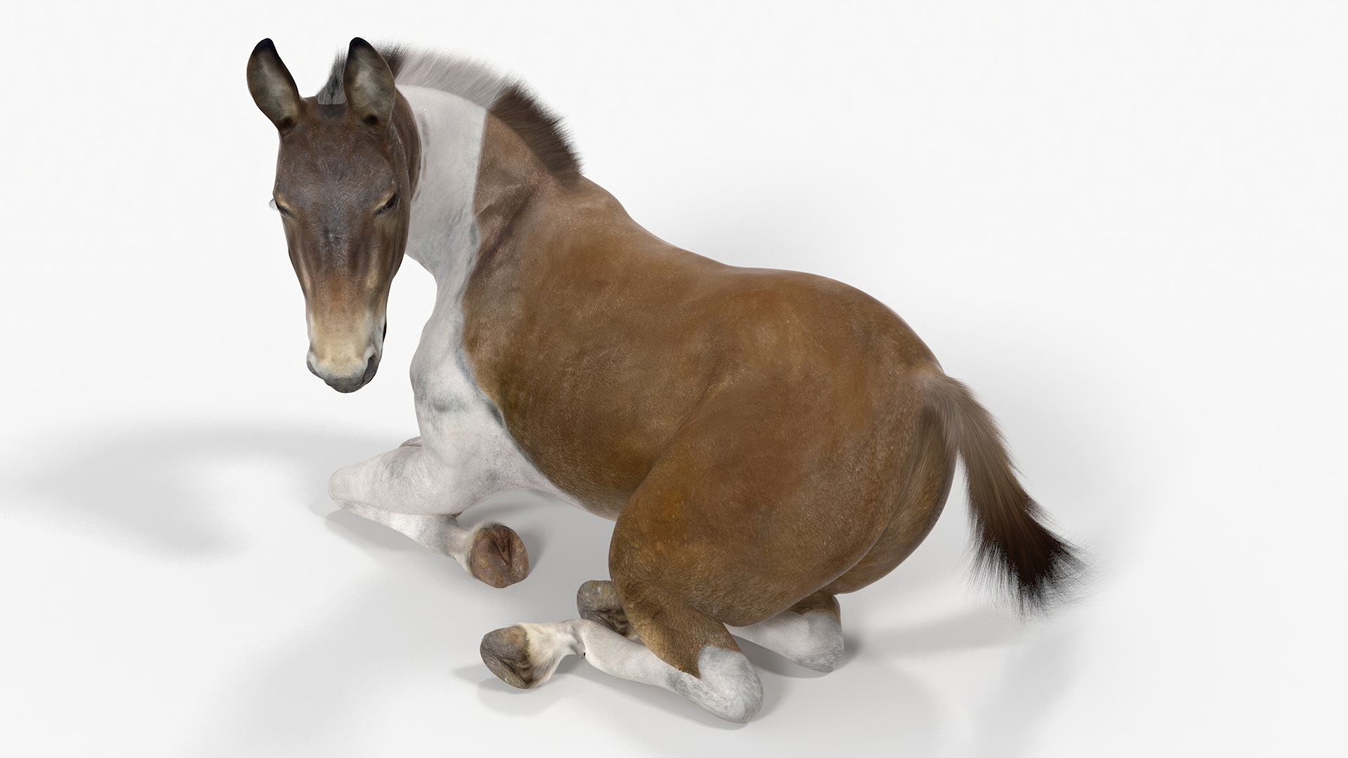 Lying Mule Fur 3D model