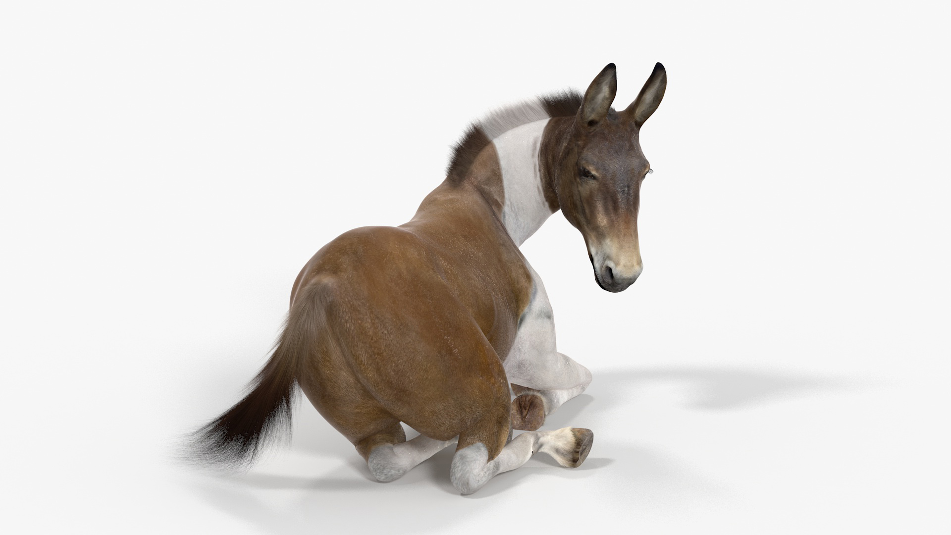 Lying Mule Fur 3D model
