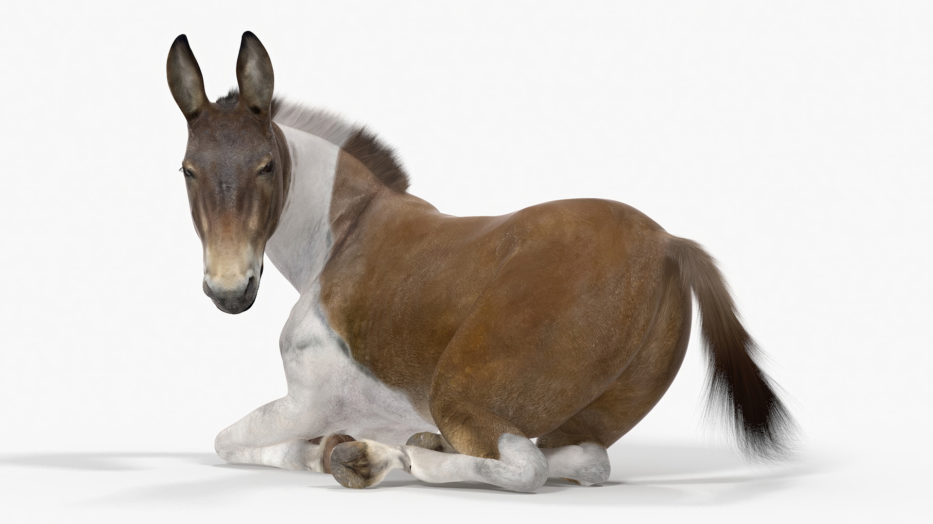 Lying Mule Fur 3D model