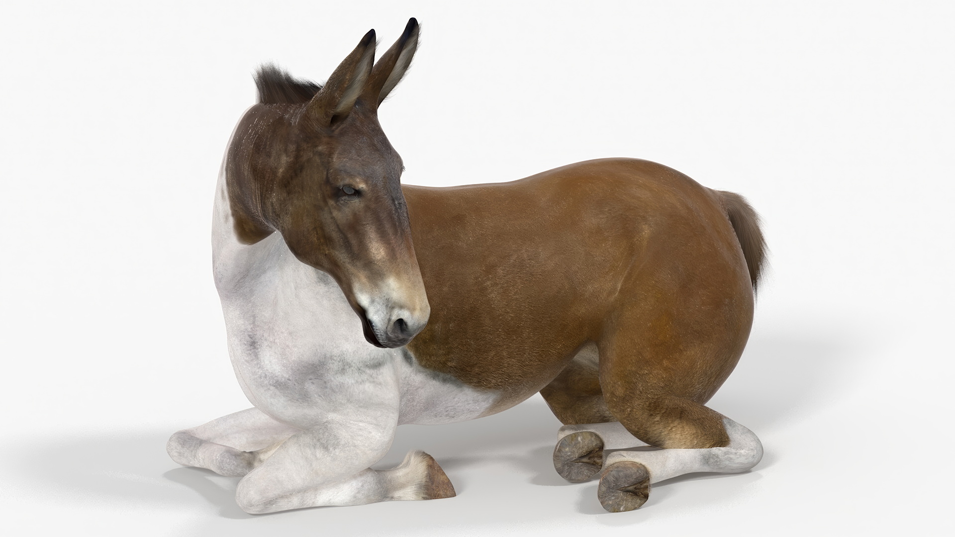 Lying Mule Fur 3D model