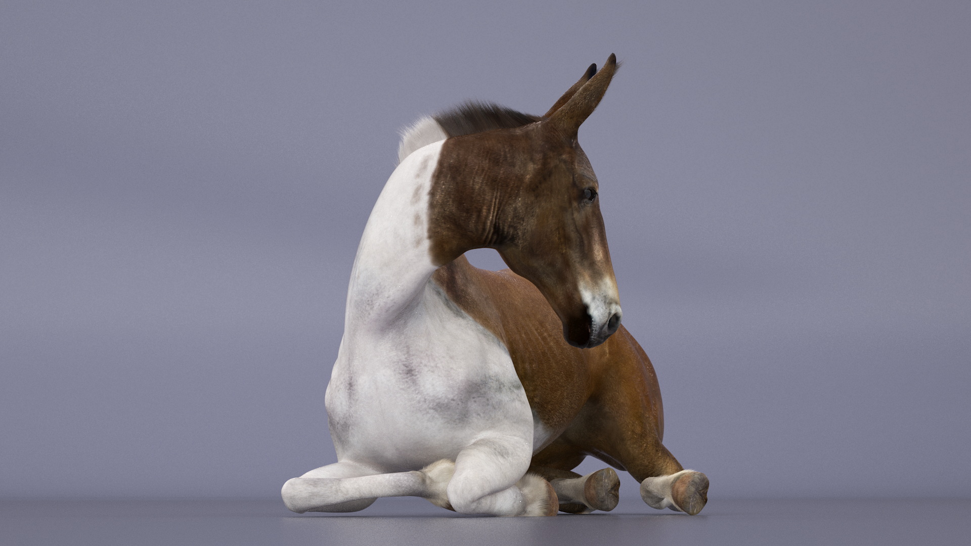 Lying Mule Fur 3D model
