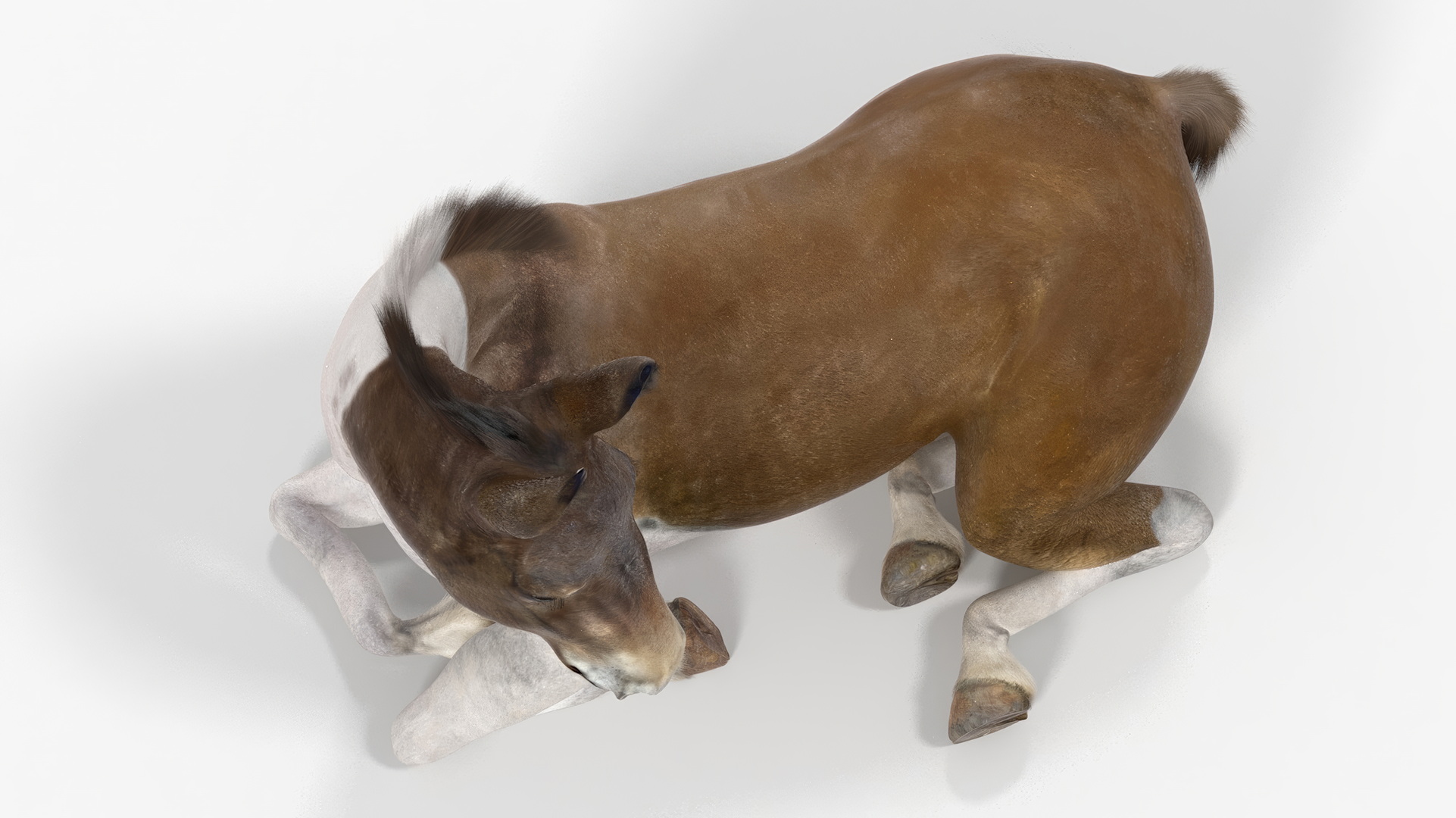 Lying Mule Fur 3D model
