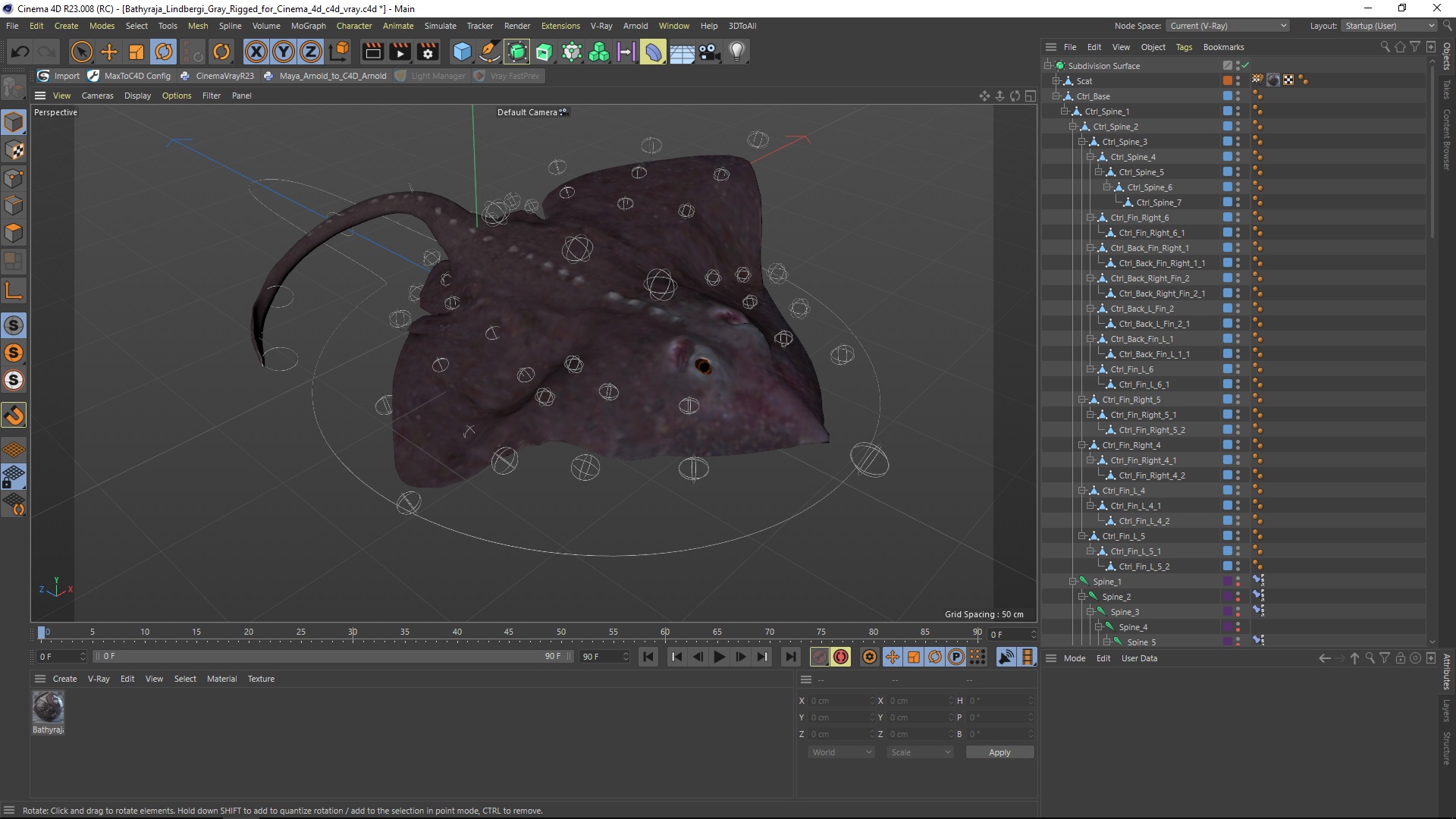 3D model Bathyraja Lindbergi Gray Rigged for Cinema 4D