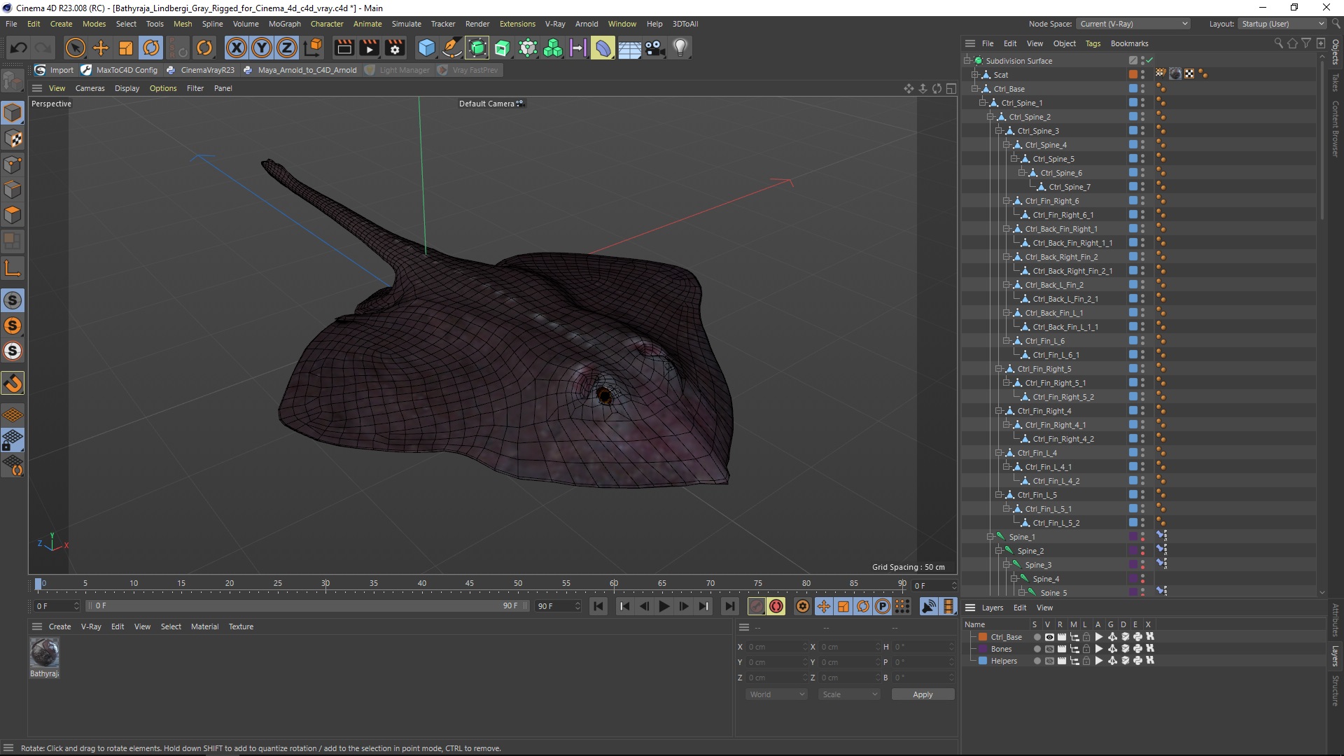 3D model Bathyraja Lindbergi Gray Rigged for Cinema 4D
