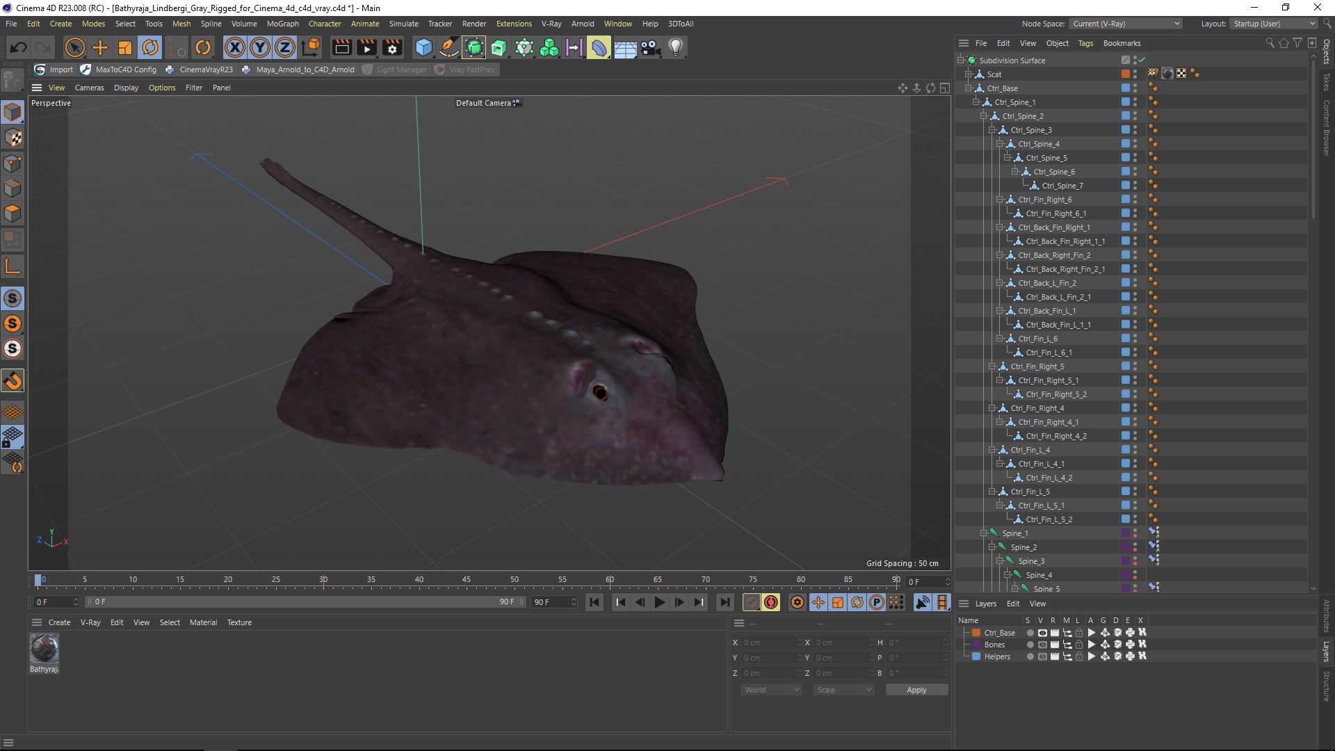 3D model Bathyraja Lindbergi Gray Rigged for Cinema 4D