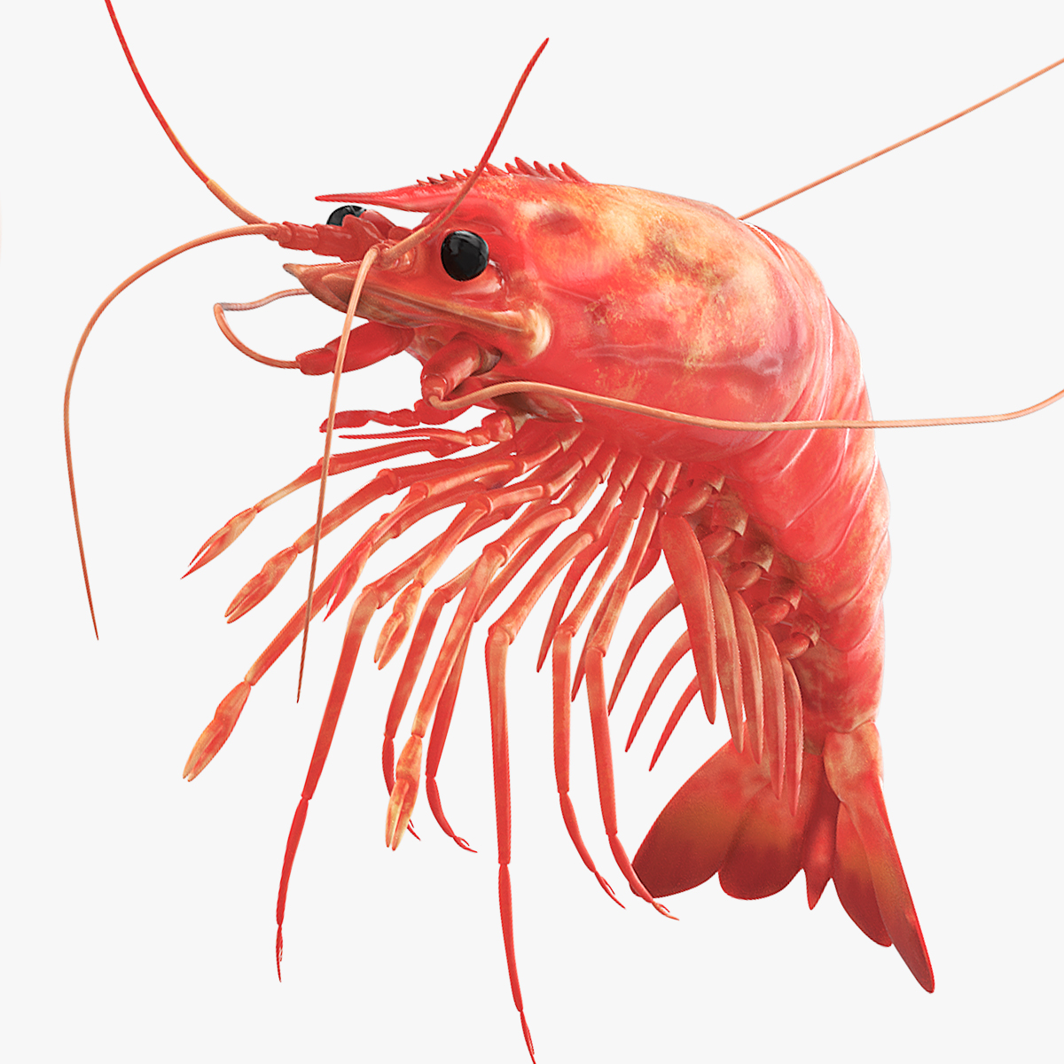 Cooked Shrimp Red