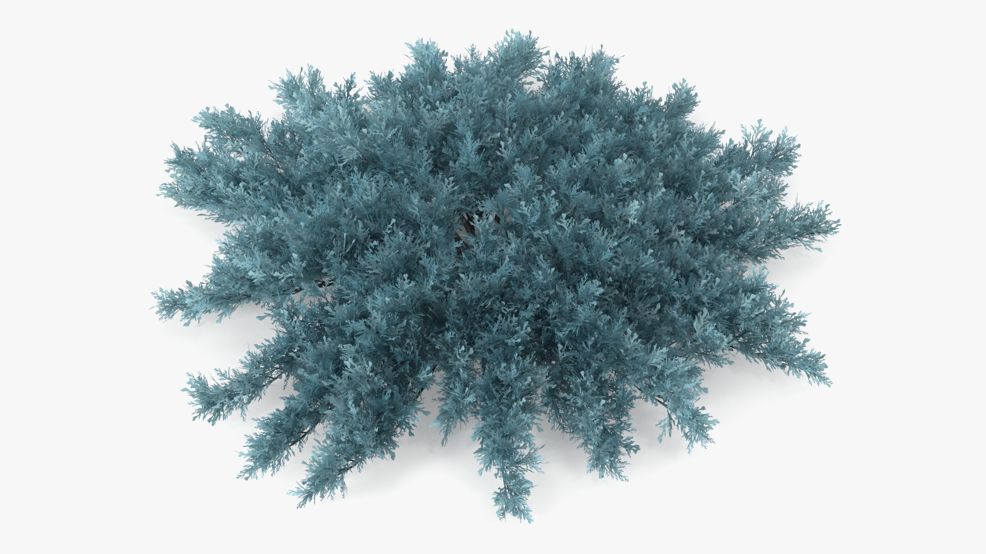 3D Juniperus Sabina Blue