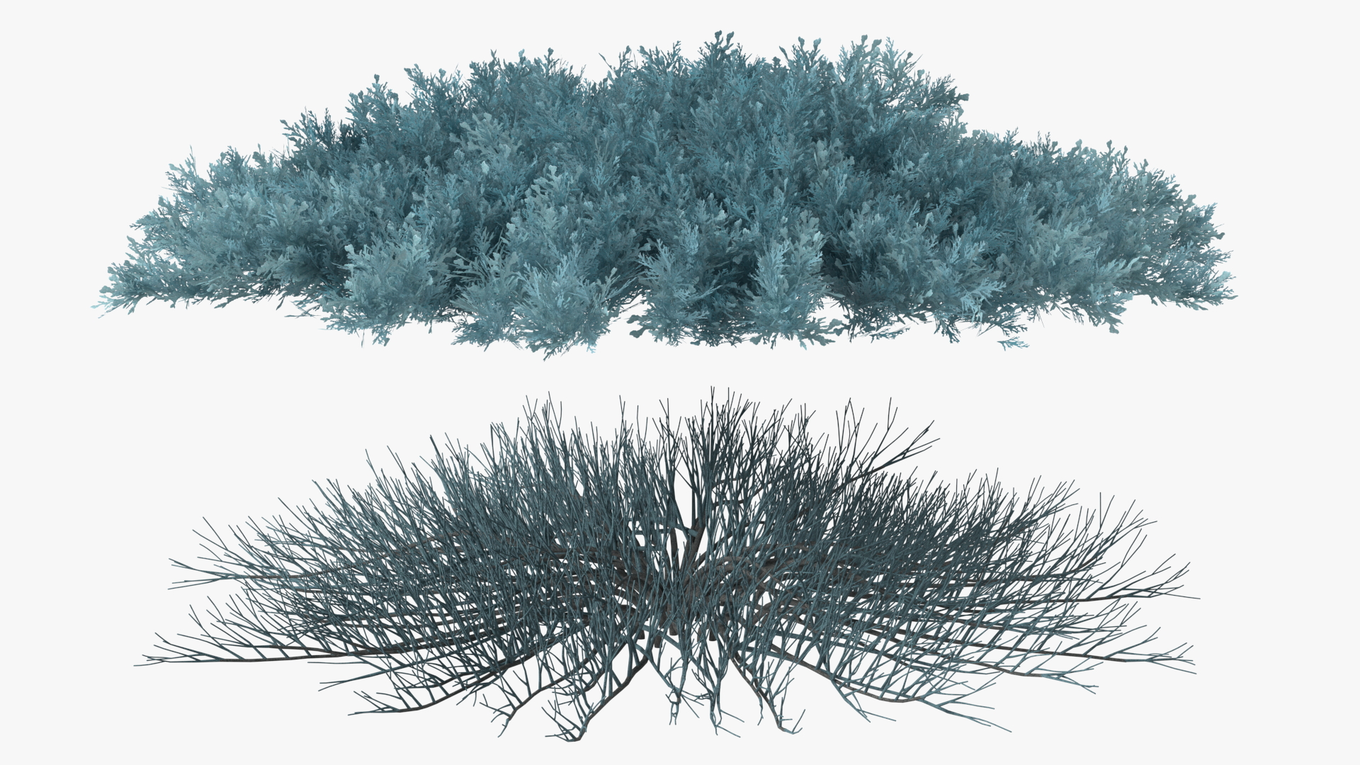 3D Juniperus Sabina Blue