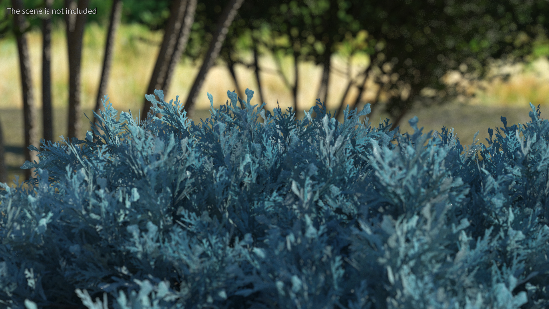 3D Juniperus Sabina Blue