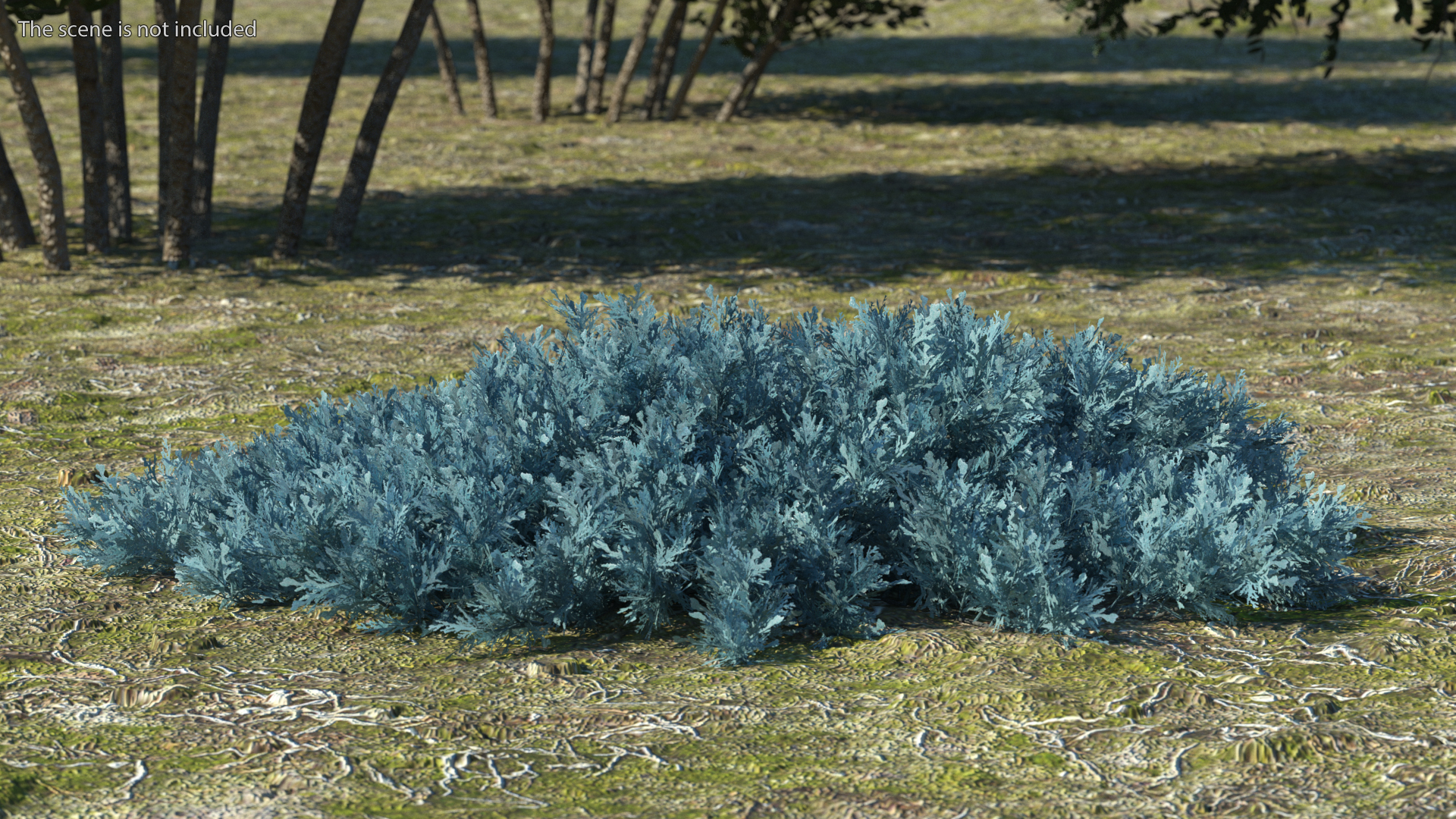 3D Juniperus Sabina Blue