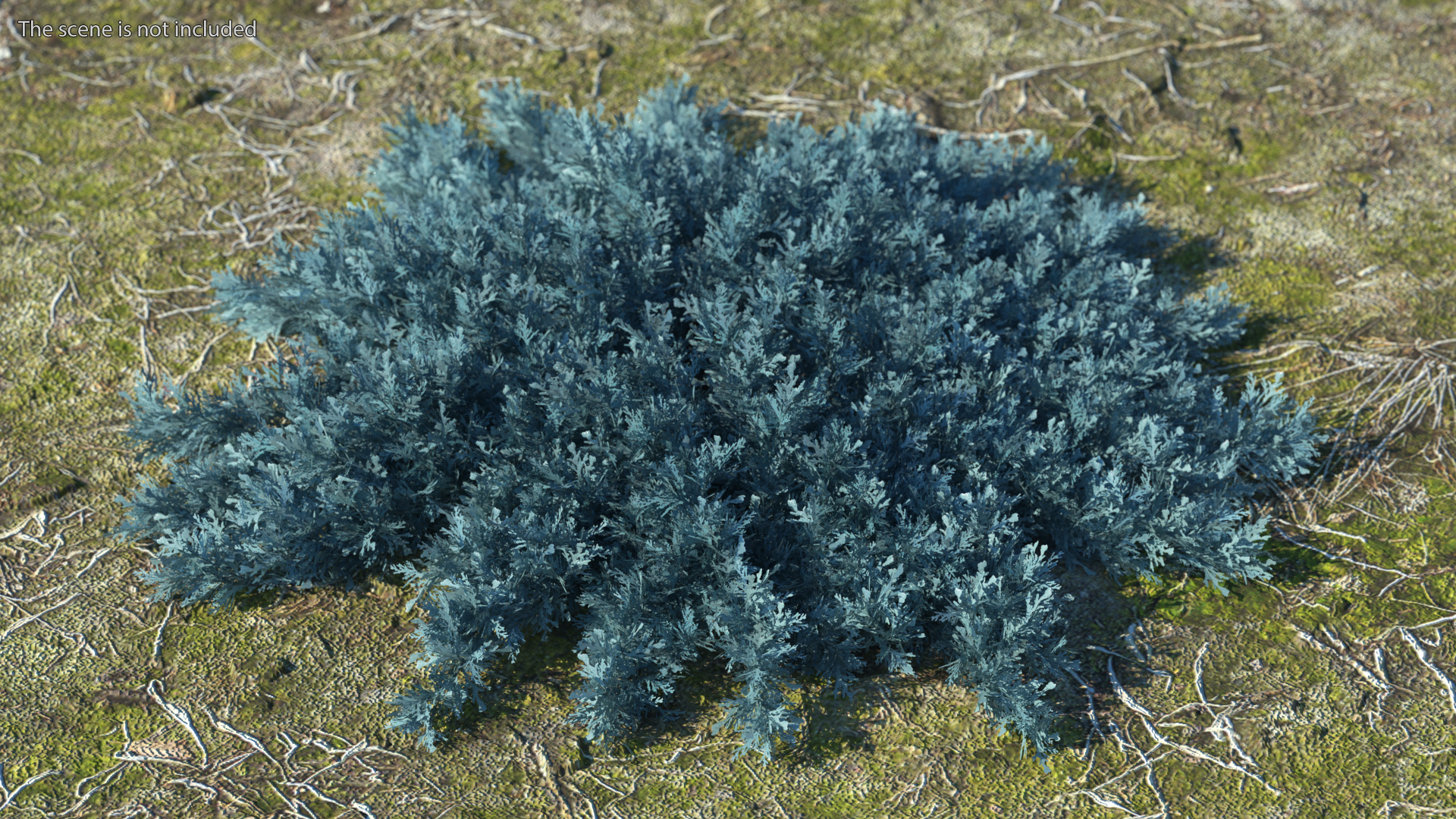 3D Juniperus Sabina Blue