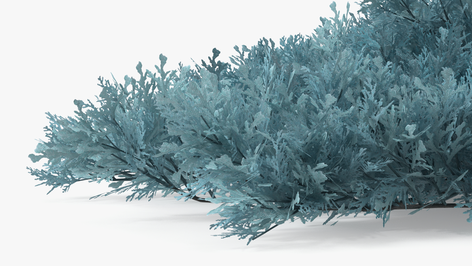 3D Juniperus Sabina Blue