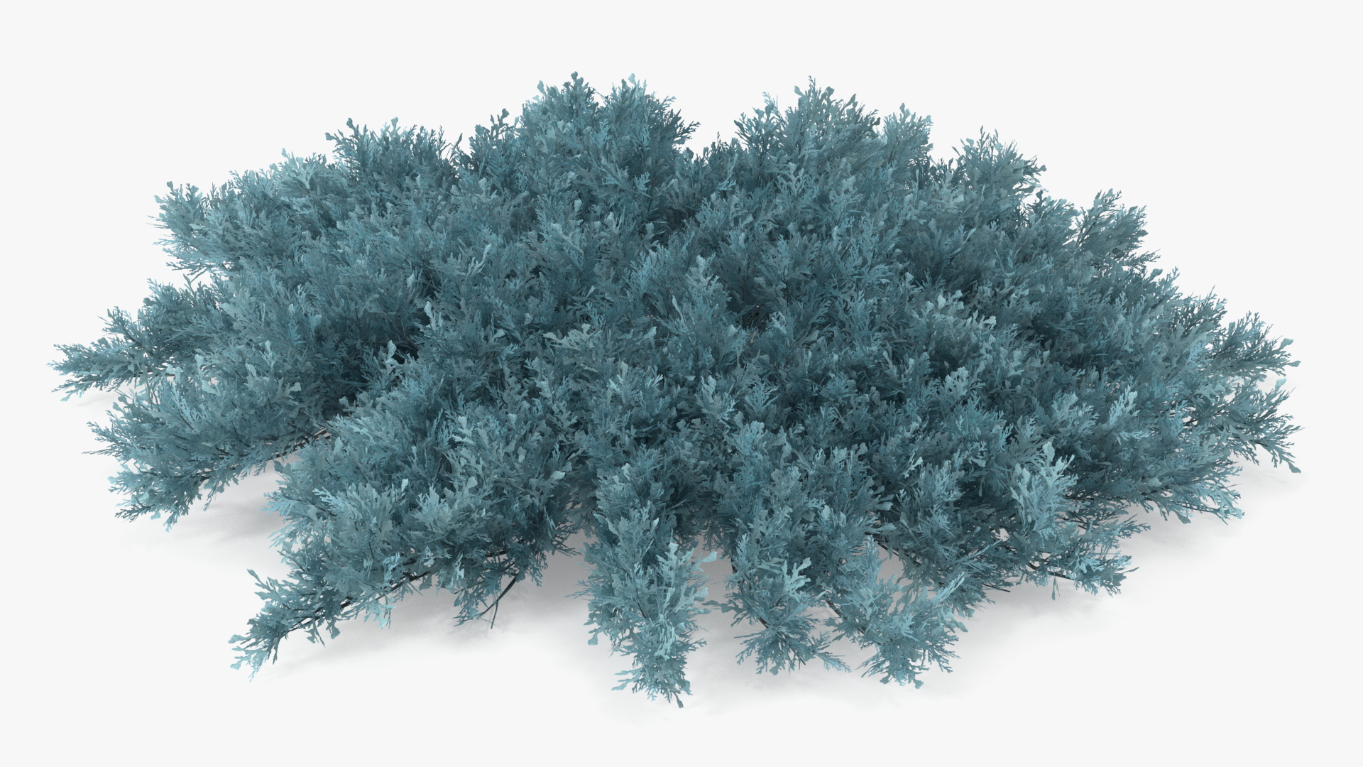 3D Juniperus Sabina Blue