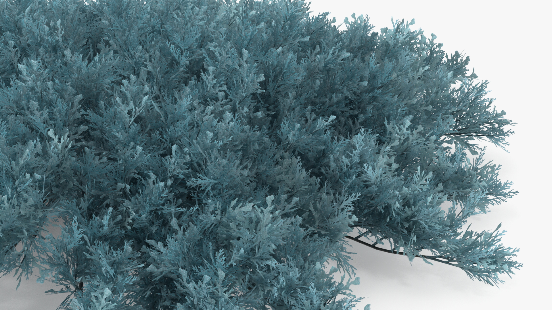 3D Juniperus Sabina Blue