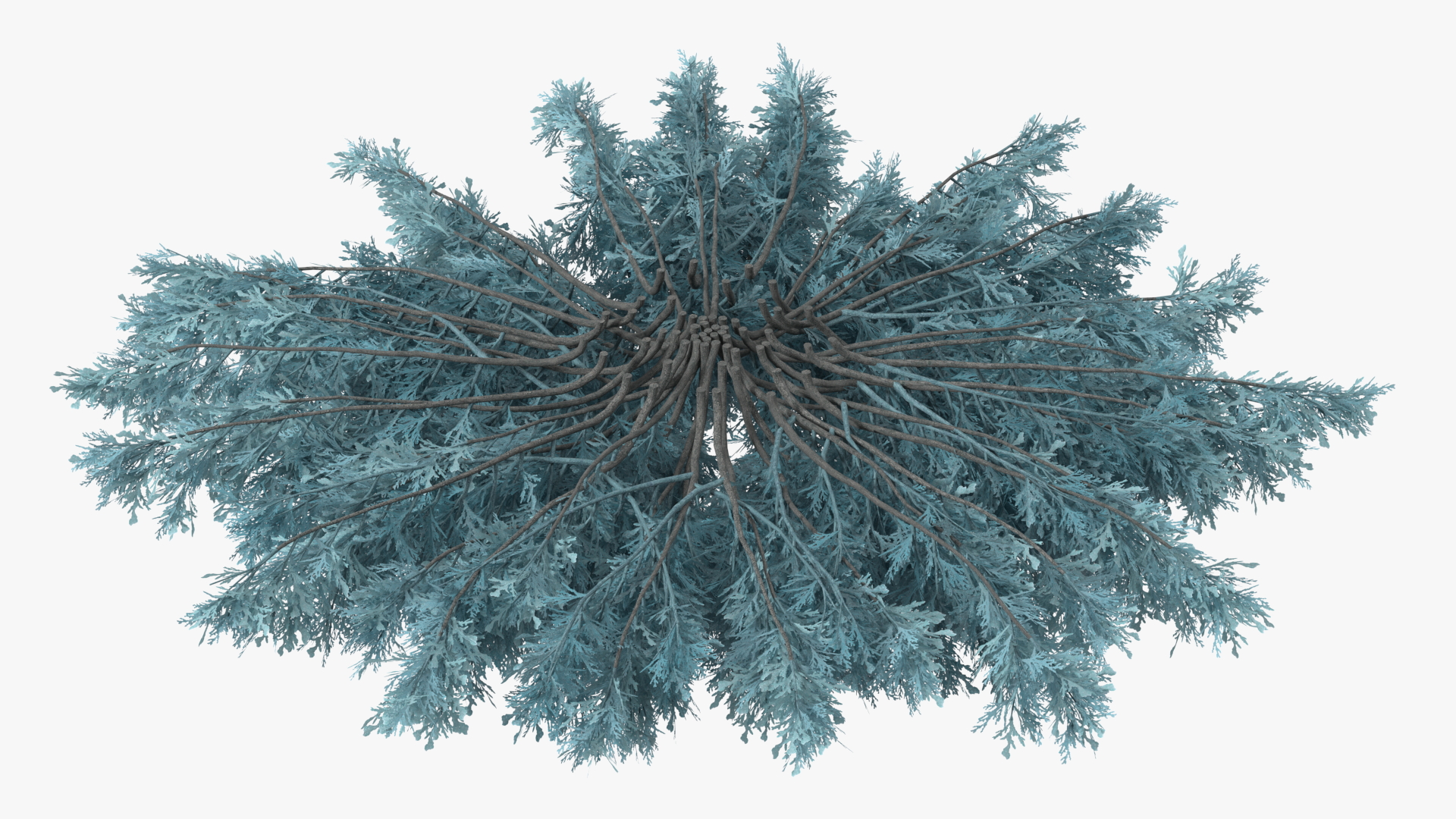 3D Juniperus Sabina Blue
