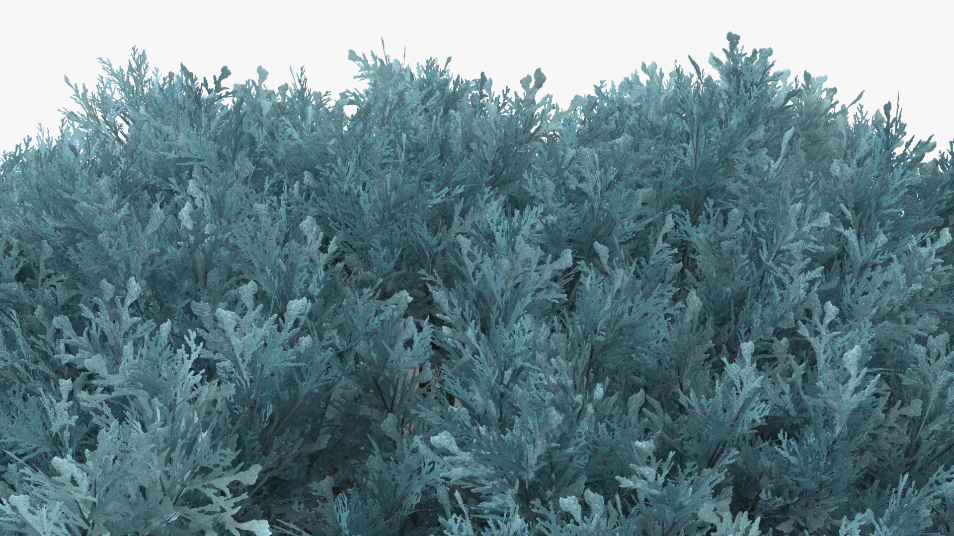 3D Juniperus Sabina Blue