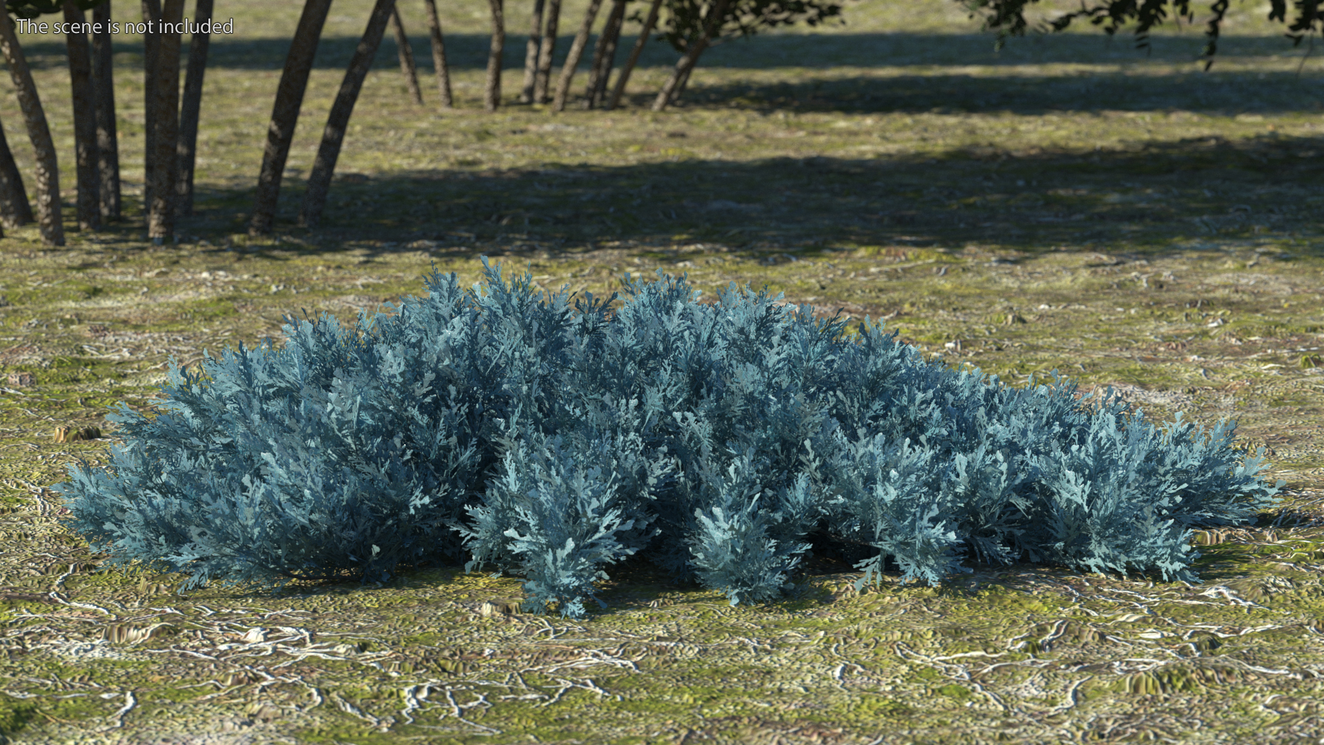 3D Juniperus Sabina Blue